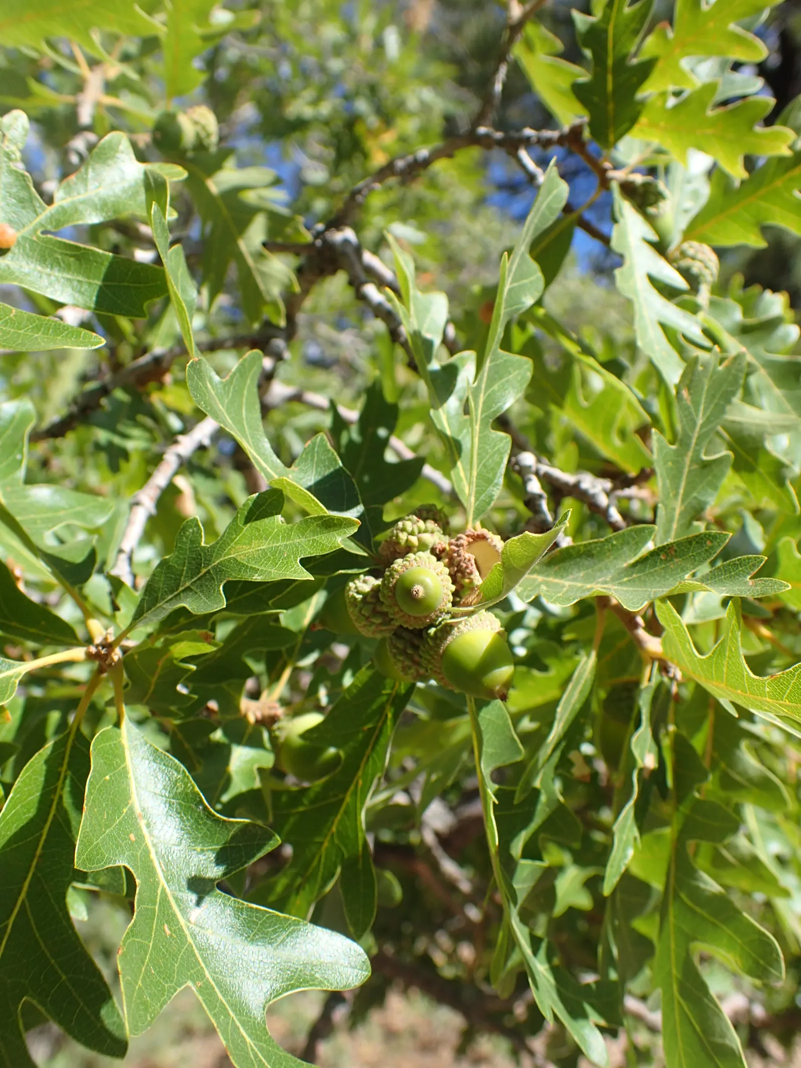 Gambel Oak (Quercus Gambelii) — tree for full
