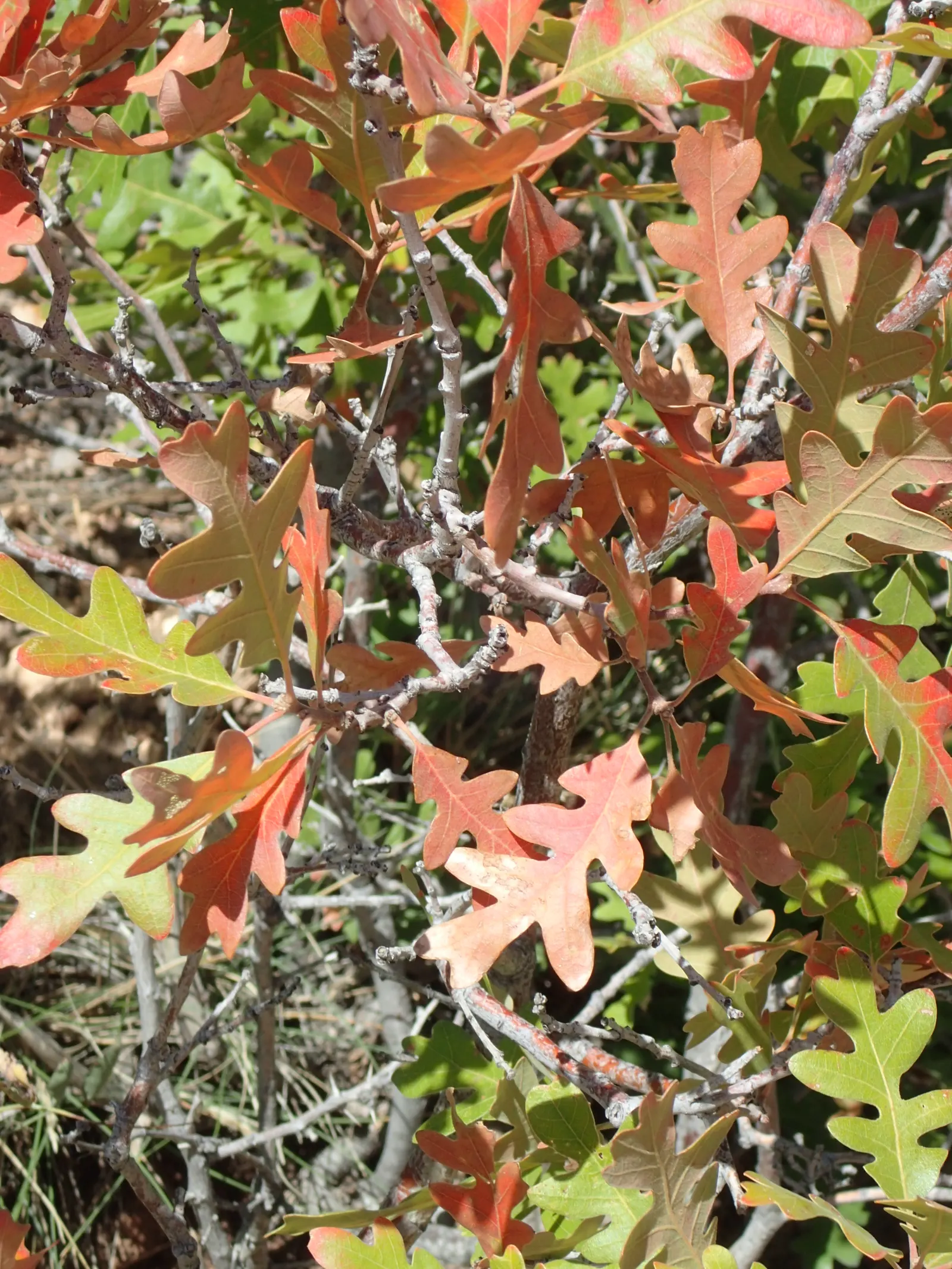 Gambel Oak (Quercus Gambelii) — This seasonal color transformation provides a visually captivating display; it exhibits drought tolerance once, image 54