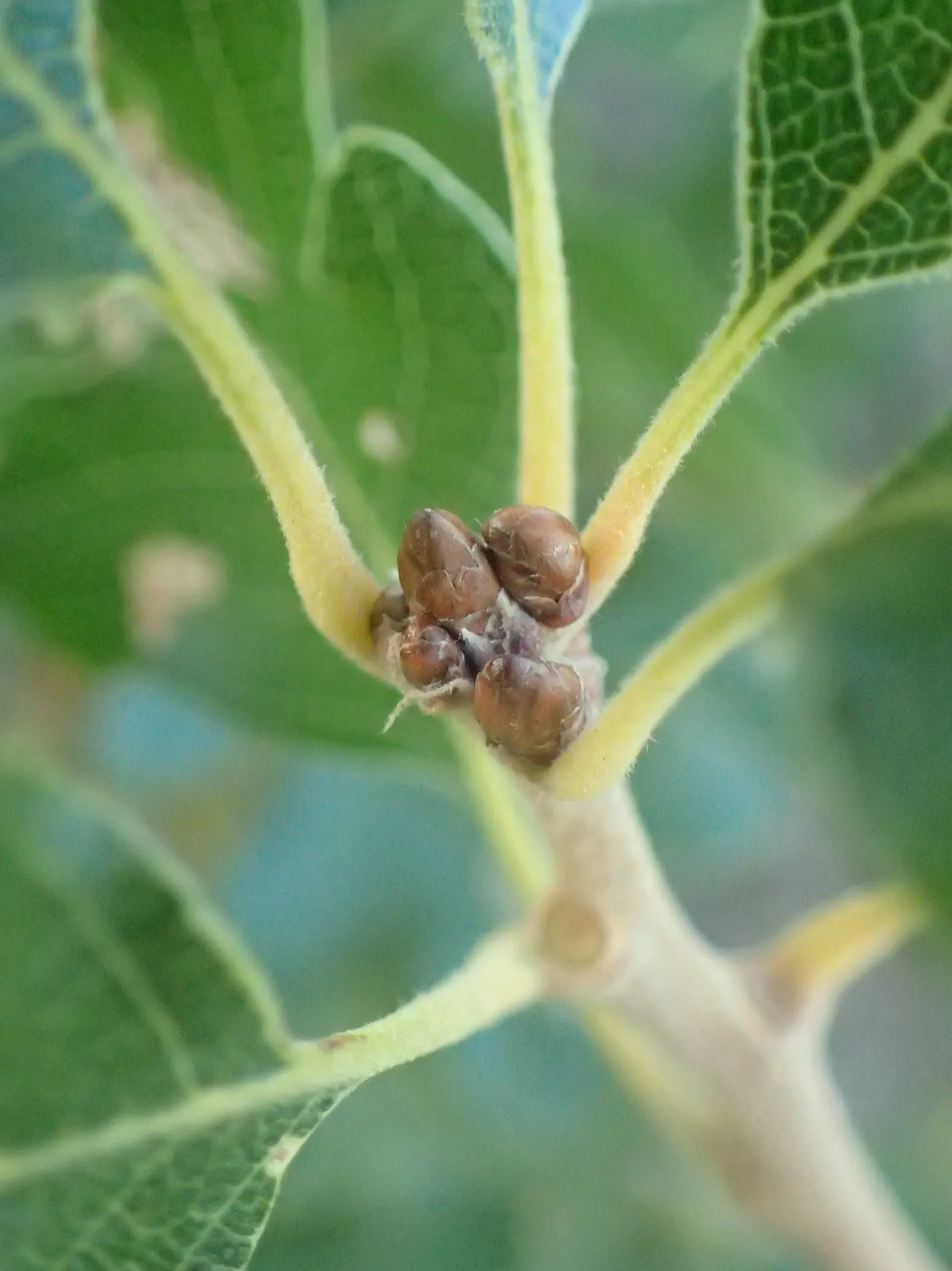 Gambel Oak (Quercus Gambelii) — with lobed leaves turning brilliant yellow to red in fall; delivering year-round interest, image 43