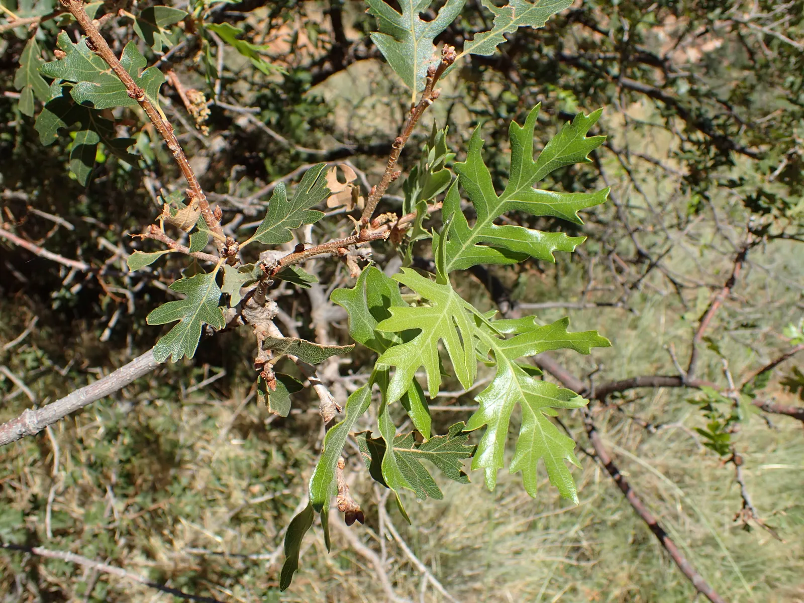Gambel Oak (Quercus Gambelii) — The acorns produced are a food source for various birds and mammals