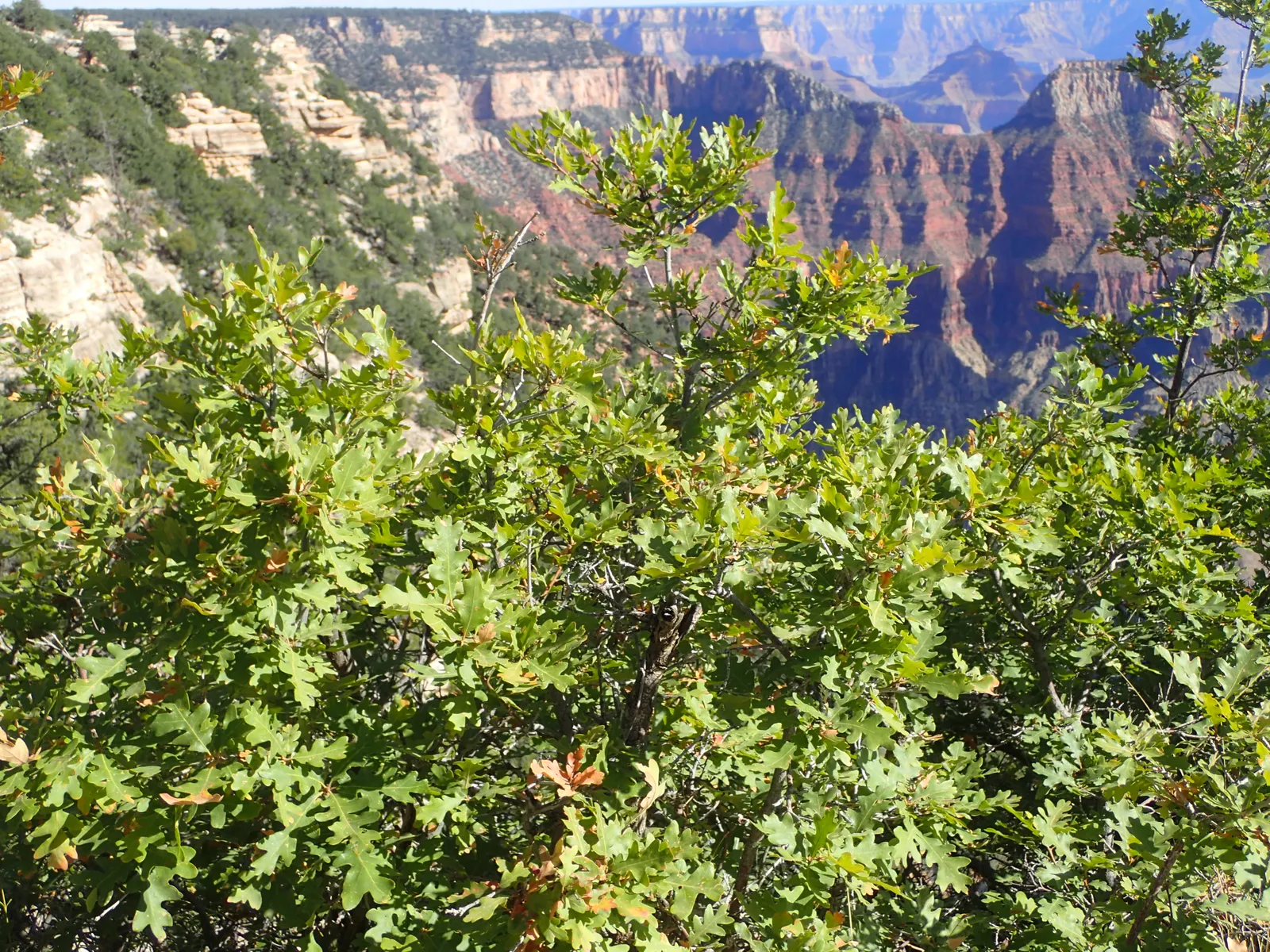 Gambel Oak (Quercus Gambelii) — delivering year-round interest