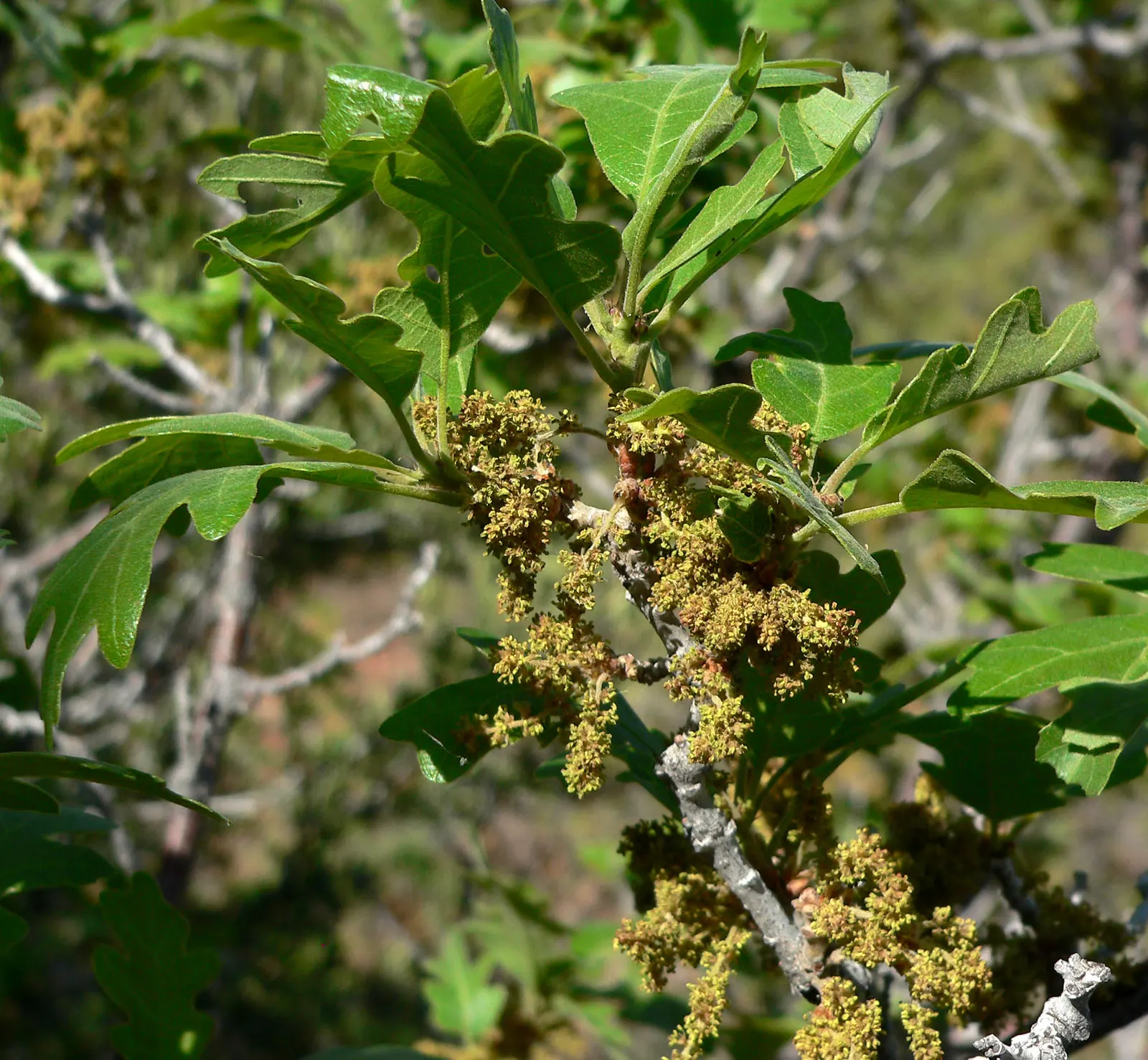 Gambel Oak (Quercus Gambelii) — Drought-tolerant once established; its leaves are deeply lobed and typically measure 2 to 5 inches long