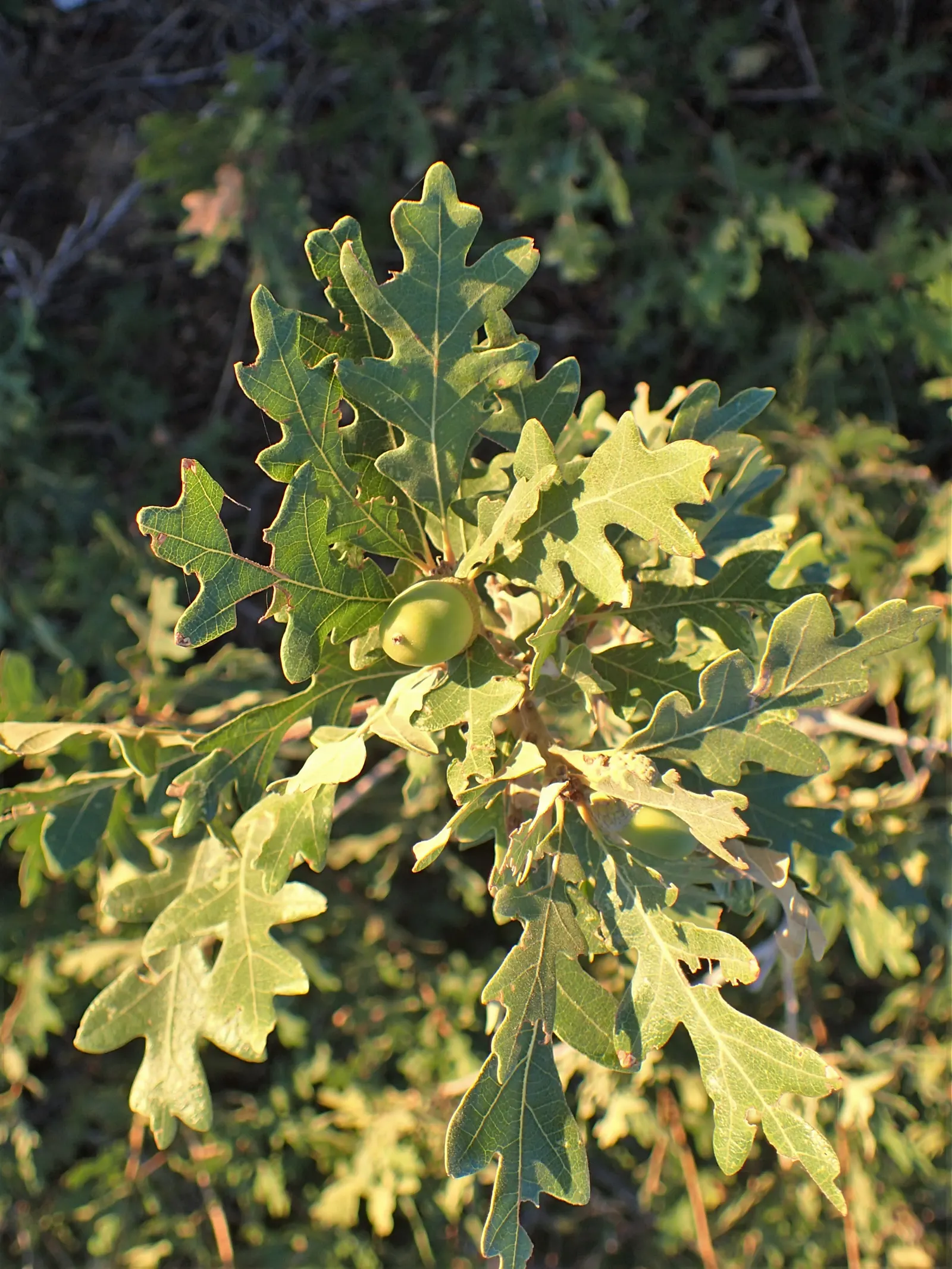 Gambel Oak (Quercus Gambelii) — This oak species is particularly admired for its adaptability and picturesque growth habit; offering habitat value with its
