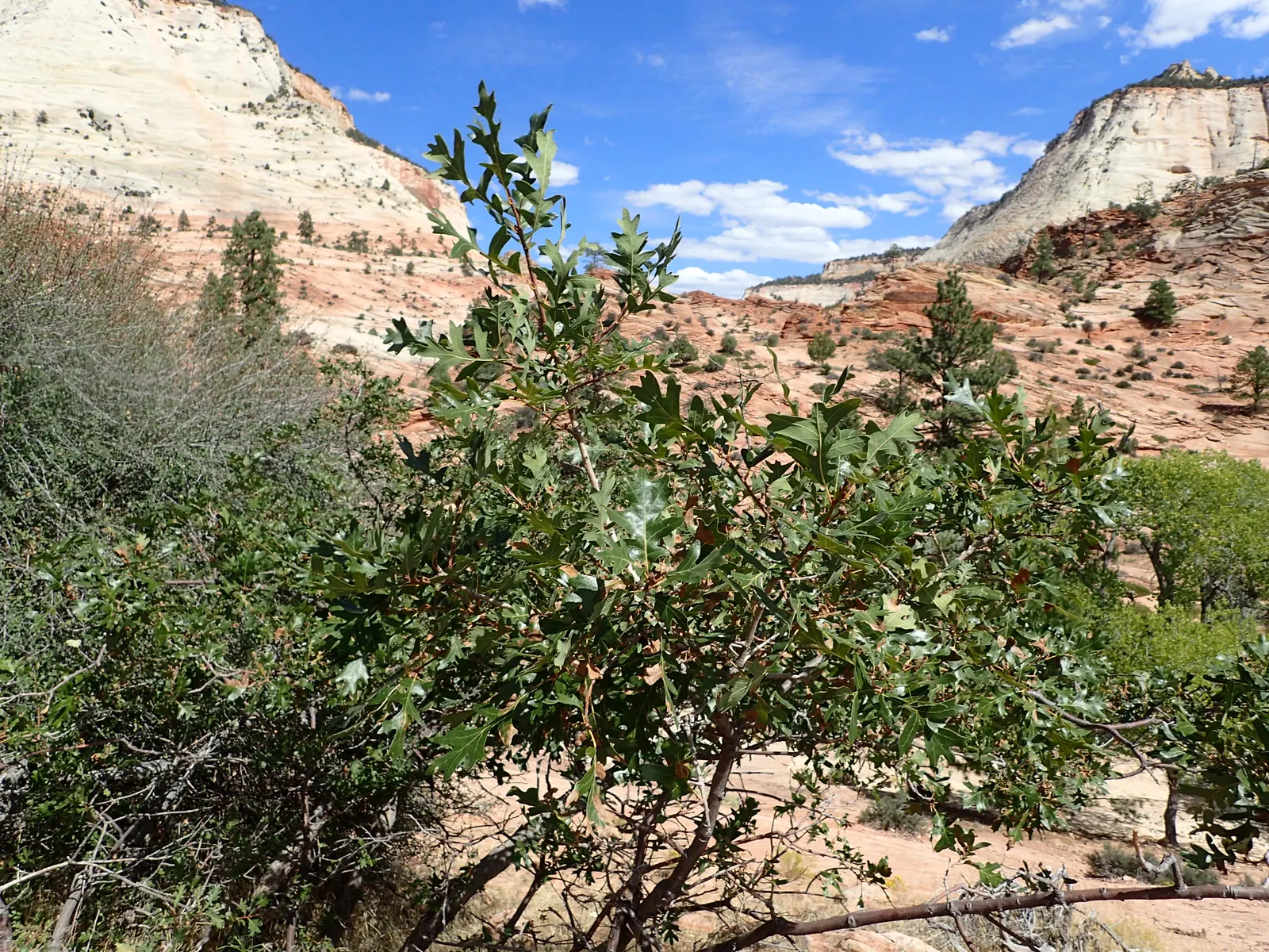 Gambel Oak (Quercus Gambelii) — Adaptable to various soils, it thrives in USDA Zone 4-9 and prefers full sun to partial shade