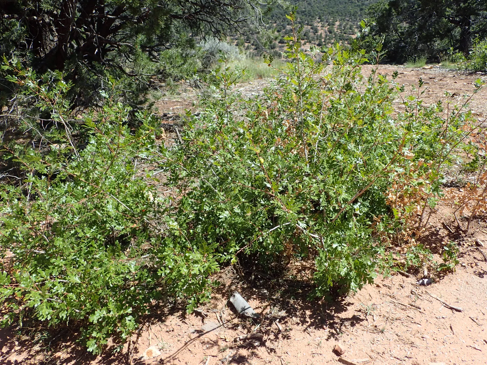 Gambel Oak (Quercus Gambelii) — Gambel Oak has a rounded crown that offers dense shade; this seasonal color transformation provides a visually, image 51