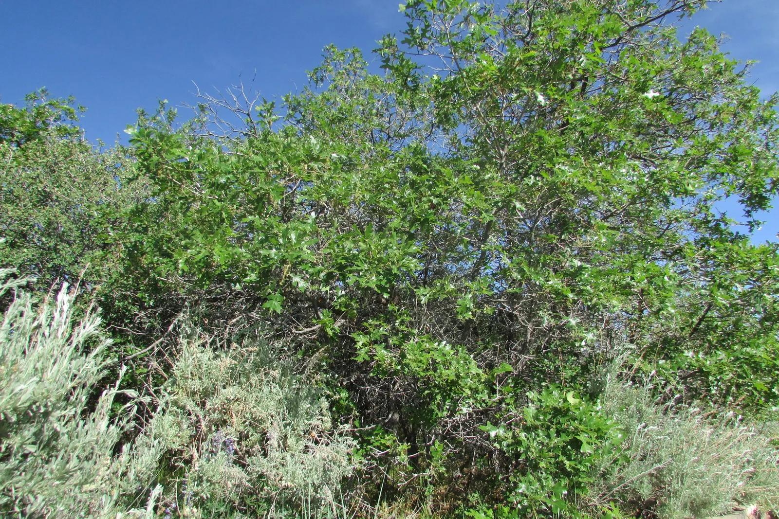 Gambel Oak (Quercus Gambelii) — is a deciduous tree native to the central and western United States; tree for full, image 49