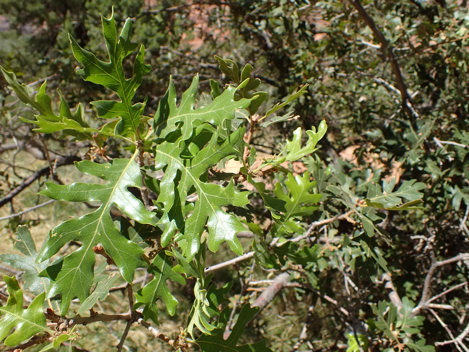 Gambel Oak (Quercus Gambelii) — This oak species is particularly admired for its adaptability and picturesque growth habit