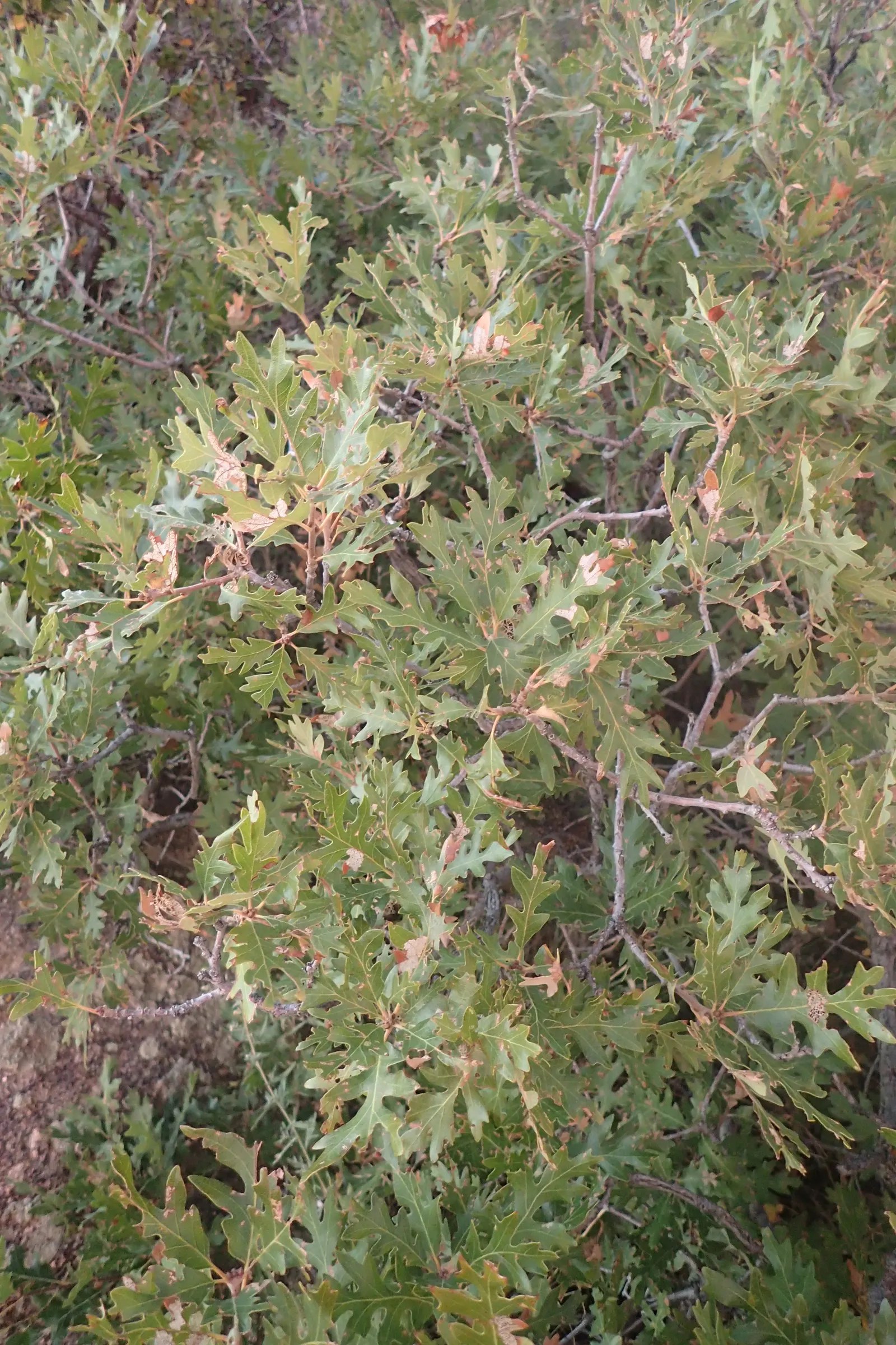 Gambel Oak (Quercus Gambelii) — offering habitat value with its acorns for wildlife; it's perfect for naturalistic designs
