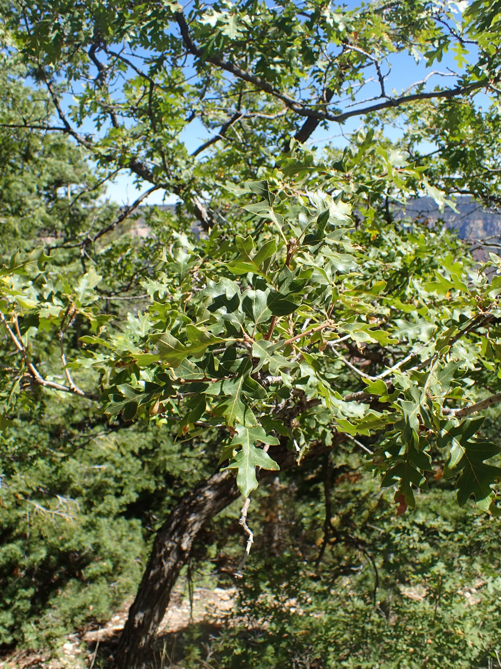 Gambel Oak (Quercus Gambelii) — Its leaves are deeply lobed and typically measure 2 to 5 inches long