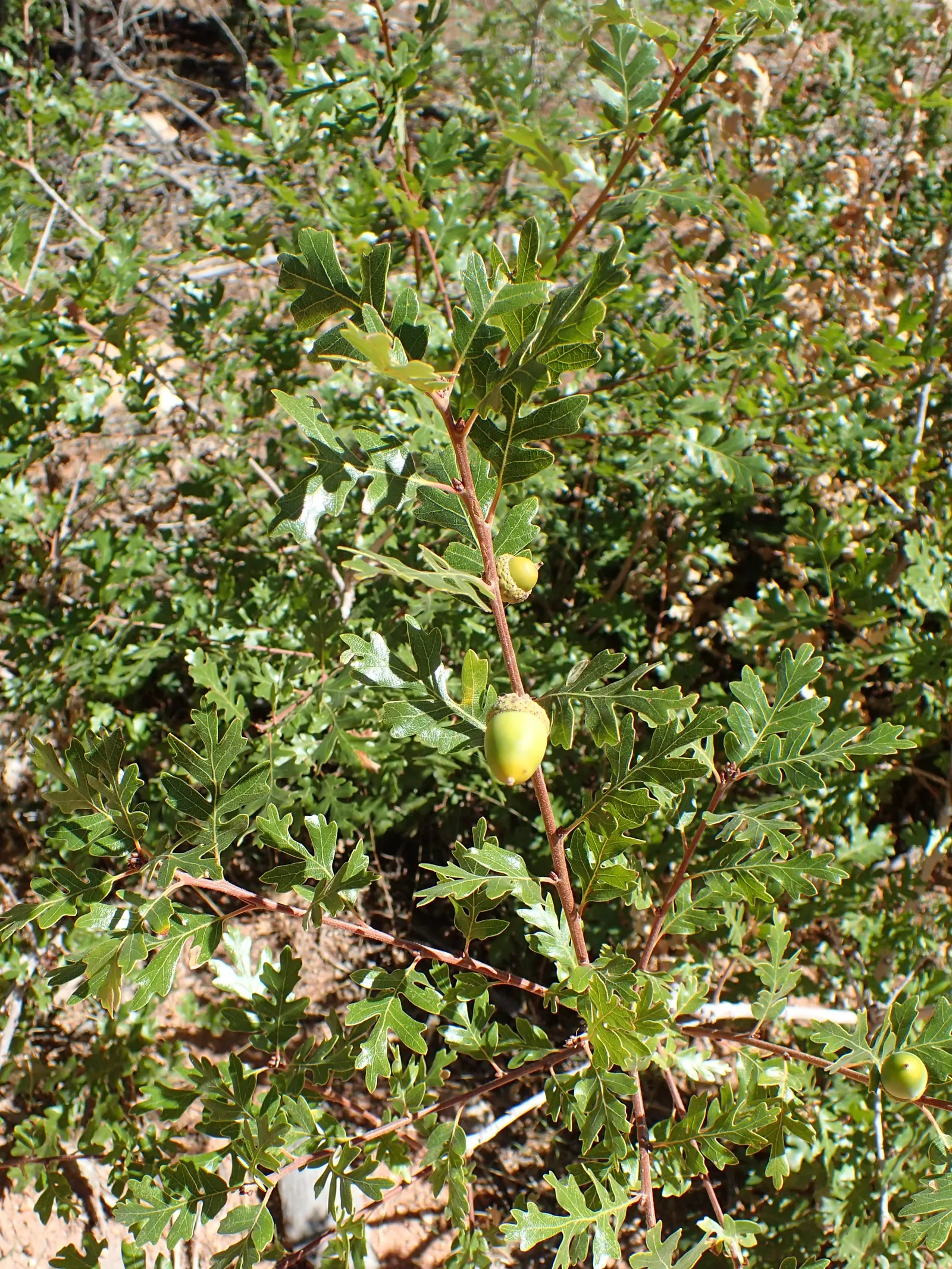 Gambel Oak (Quercus Gambelii) — is a deciduous tree native to the central and western United States; tree for full