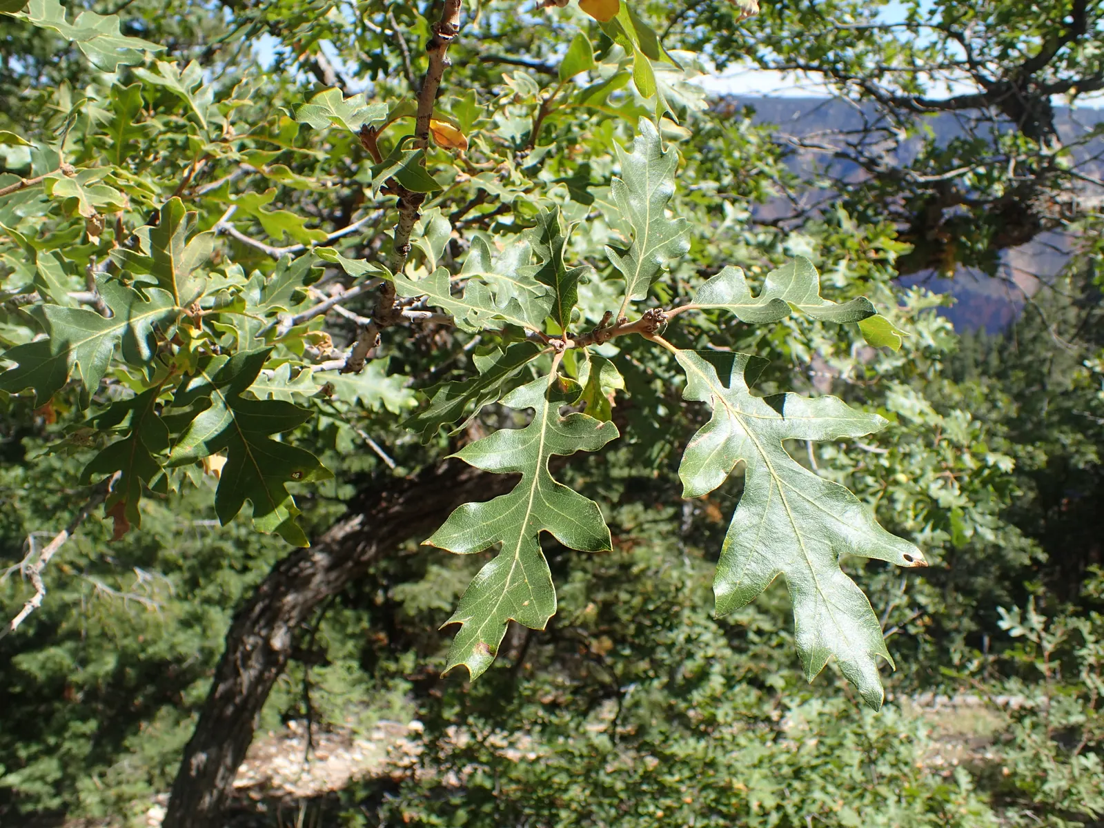 Gambel Oak (Quercus Gambelii) — it's perfect for naturalistic designs; rustic charm to the design, image 46