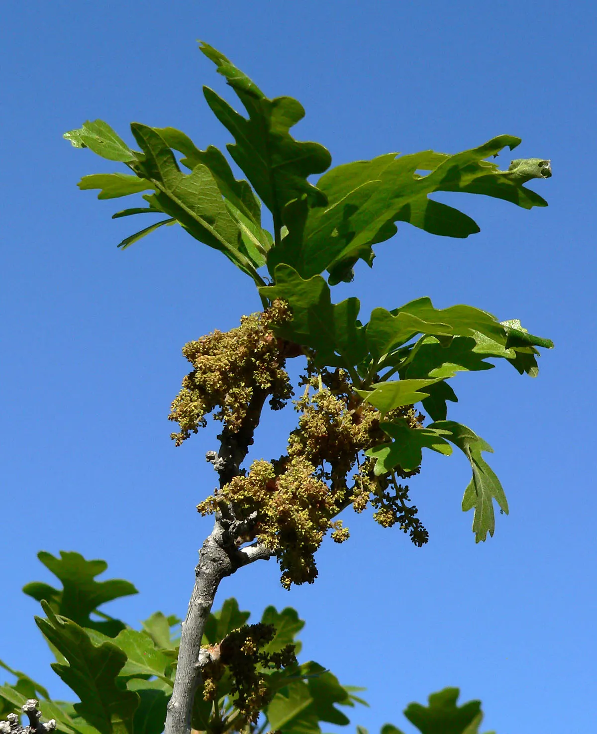 Gambel Oak (Quercus Gambelii) — Its rounded canopy reaches up to 30 feet tall and wide