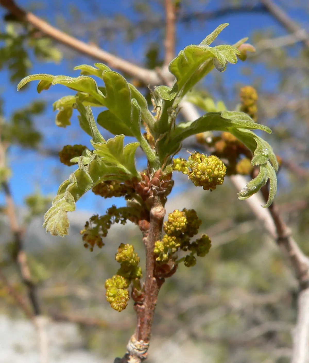 Gambel Oak (Quercus Gambelii) — This seasonal color transformation provides a visually captivating display; it exhibits drought tolerance once established