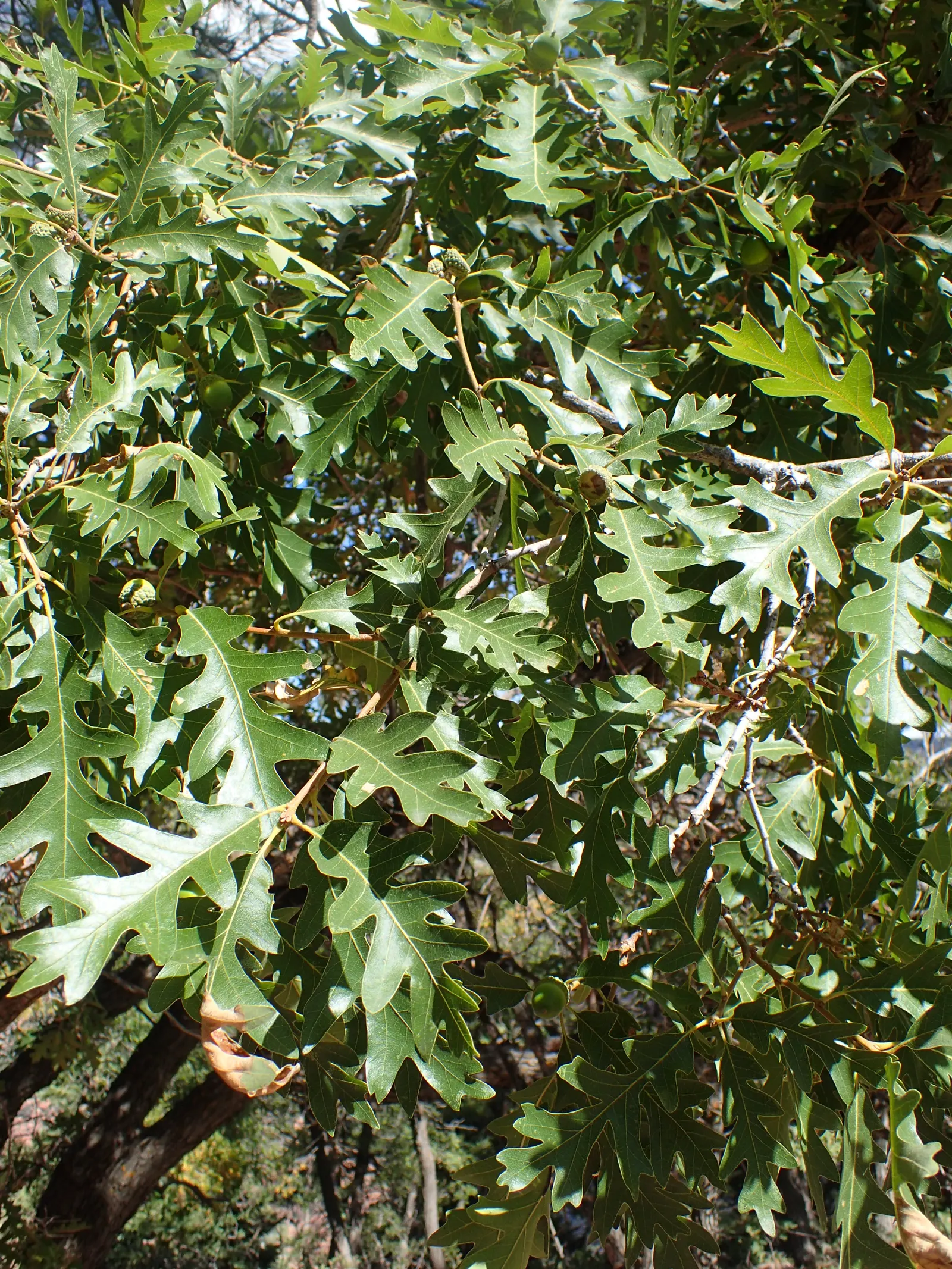 Gambel Oak (Quercus Gambelii) — rustic charm to the design; this oak species is particularly admired for its adaptability and picturesque growth habit