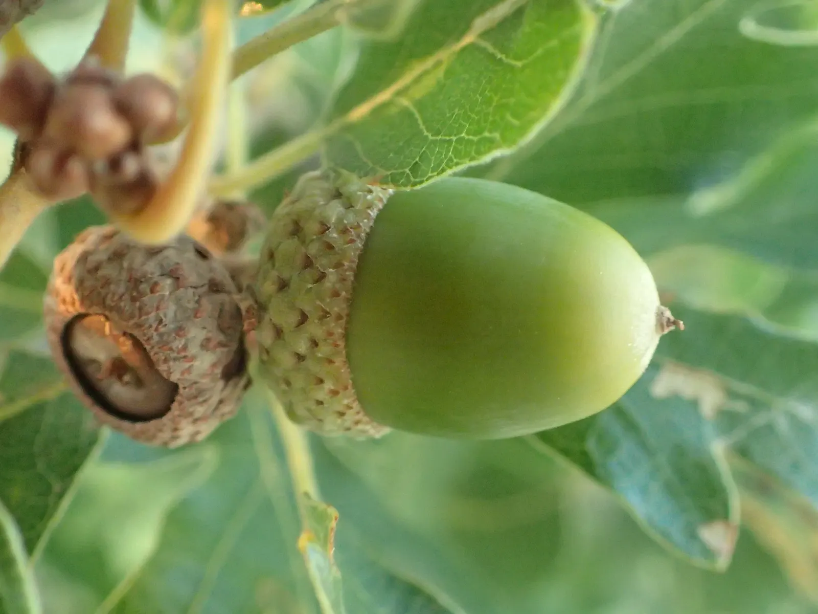 Gambel Oak (Quercus Gambelii) — Its rounded canopy reaches up to 30 feet tall and wide; gambel Oak has a rounded crown that offers dense shade, image 42