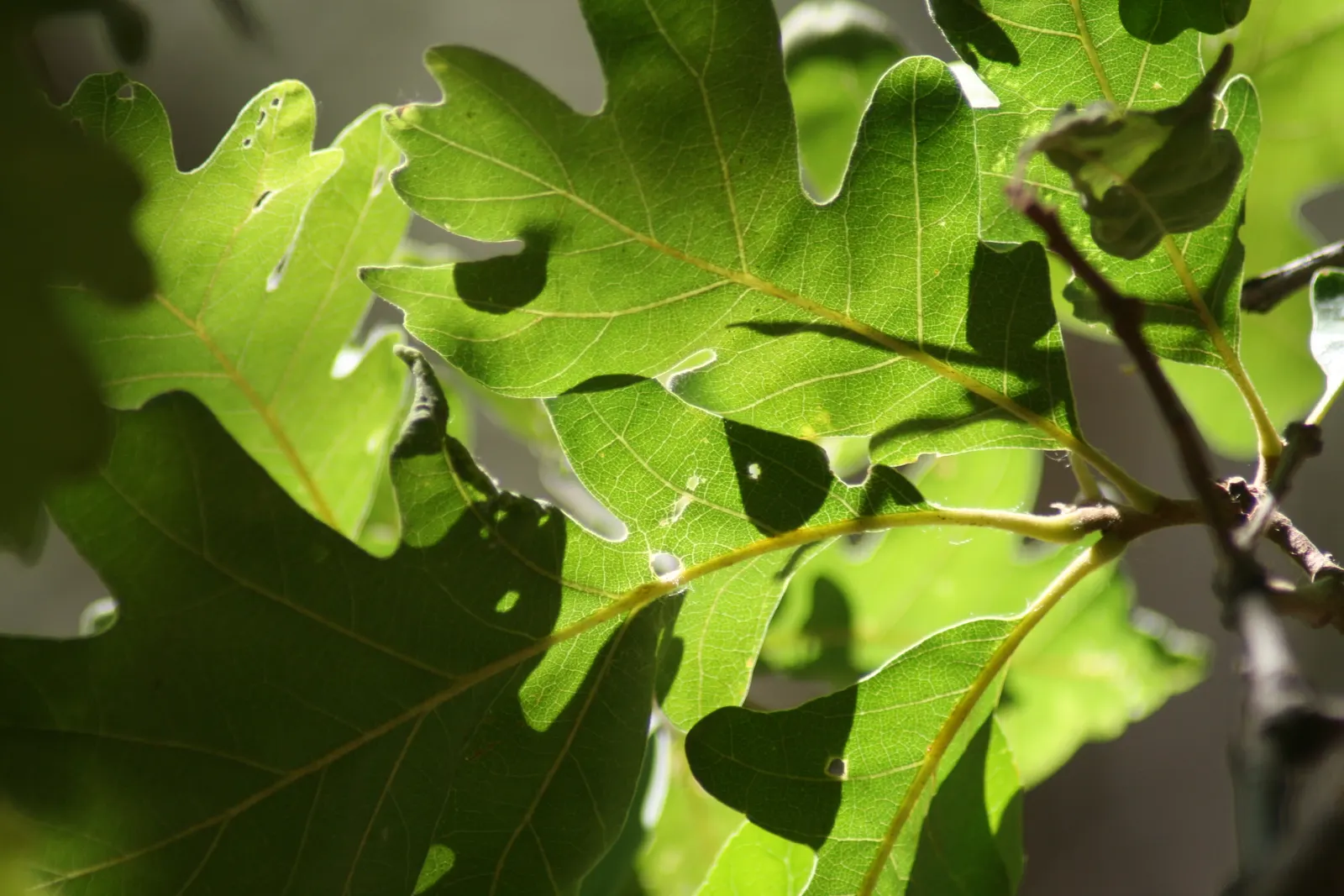 Gambel Oak (Quercus Gambelii) — Its leaves are deeply lobed and typically measure 2 to 5 inches long; the Gambel Oak (Quercus gambelii) is a, image 52