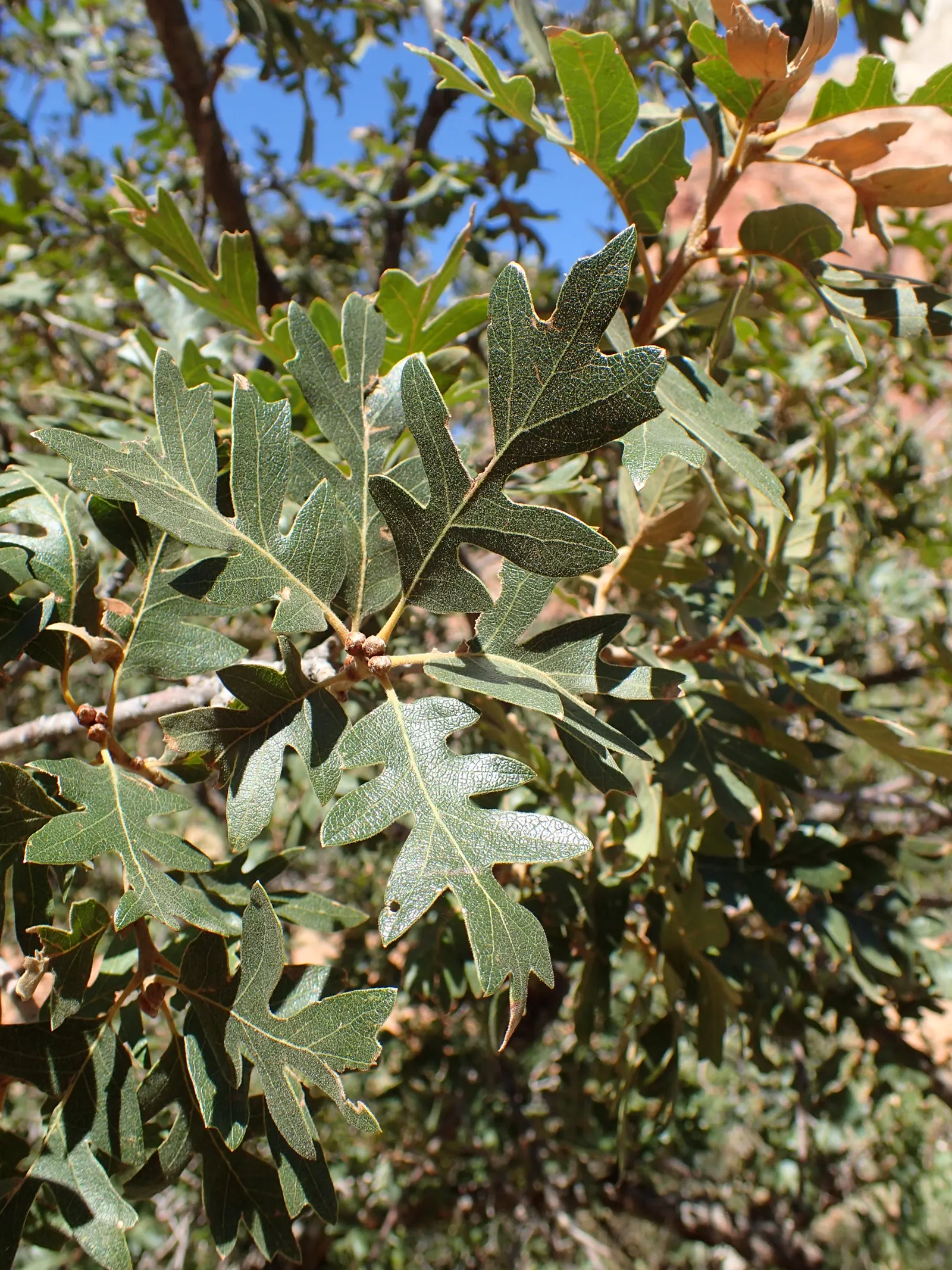 Gambel Oak (Quercus Gambelii) — the Gambel Oak provides a hardy