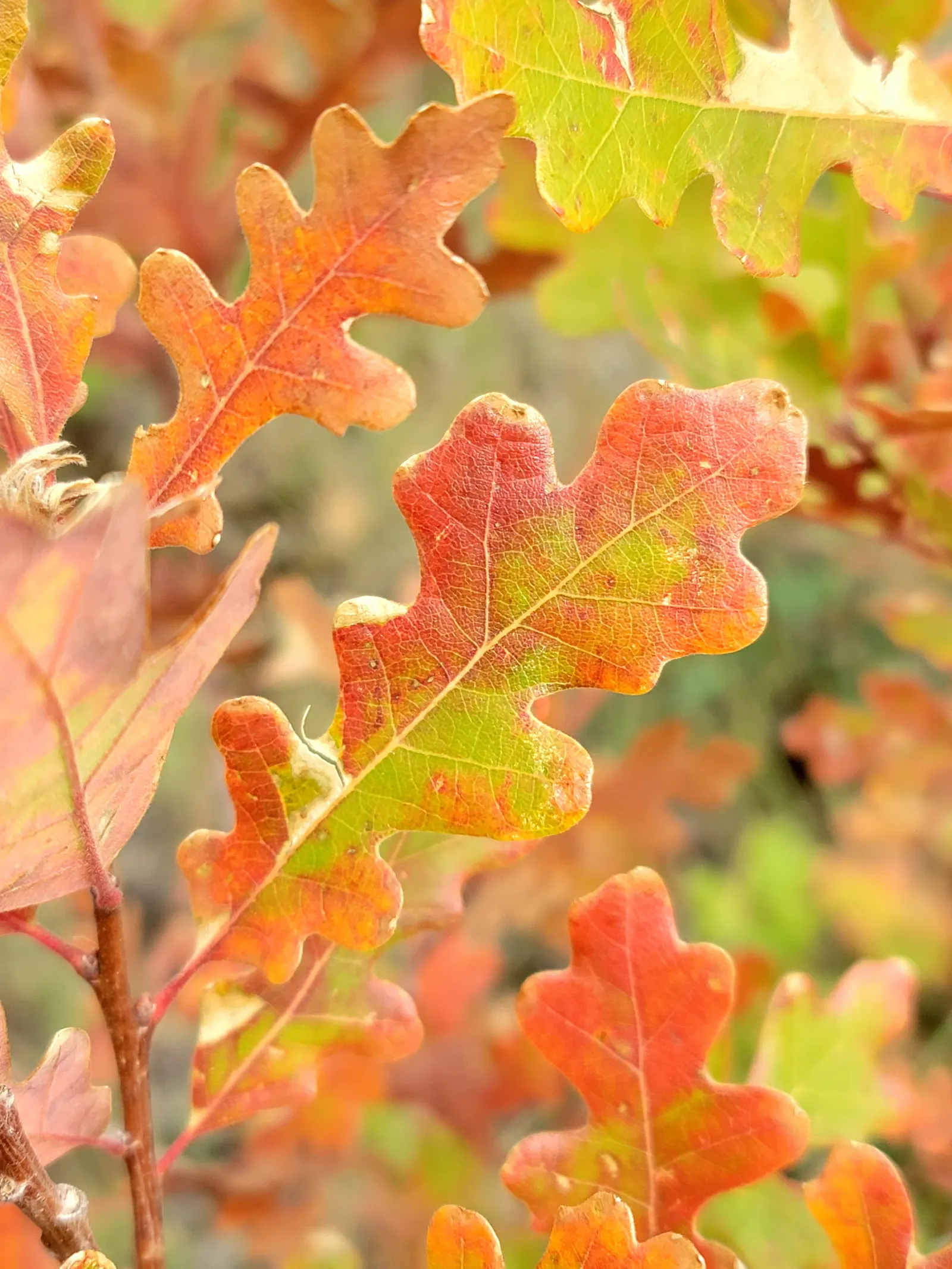Gambel Oak (Quercus Gambelii) — rustic charm to the design