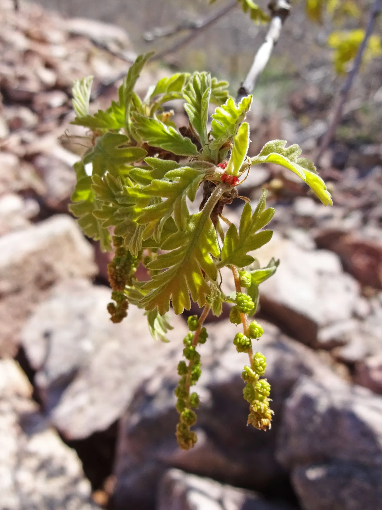Gambel Oak (Quercus Gambelii) — tree for full; the Gambel Oak provides a hardy