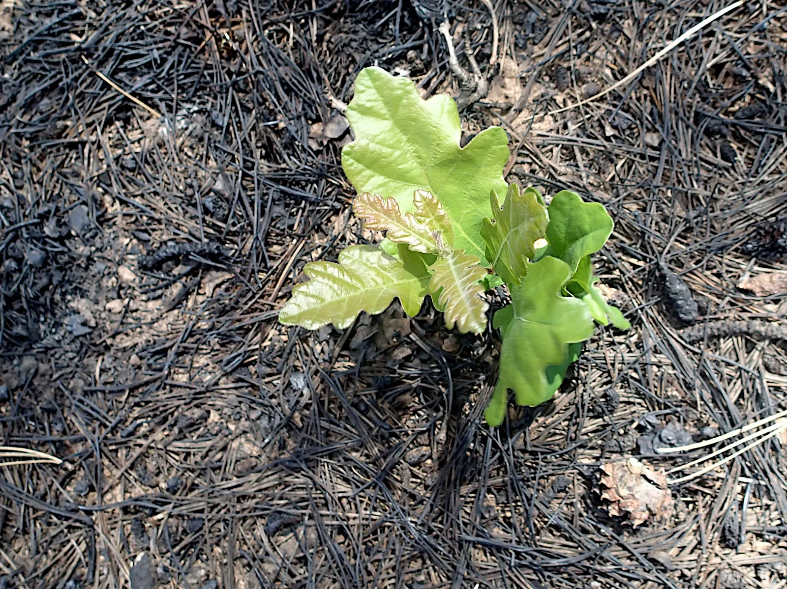 Gambel Oak (Quercus Gambelii) — Its leaves are deeply lobed and typically measure 2 to 5 inches long; the Gambel Oak (Quercus gambelii) is a deciduous tree