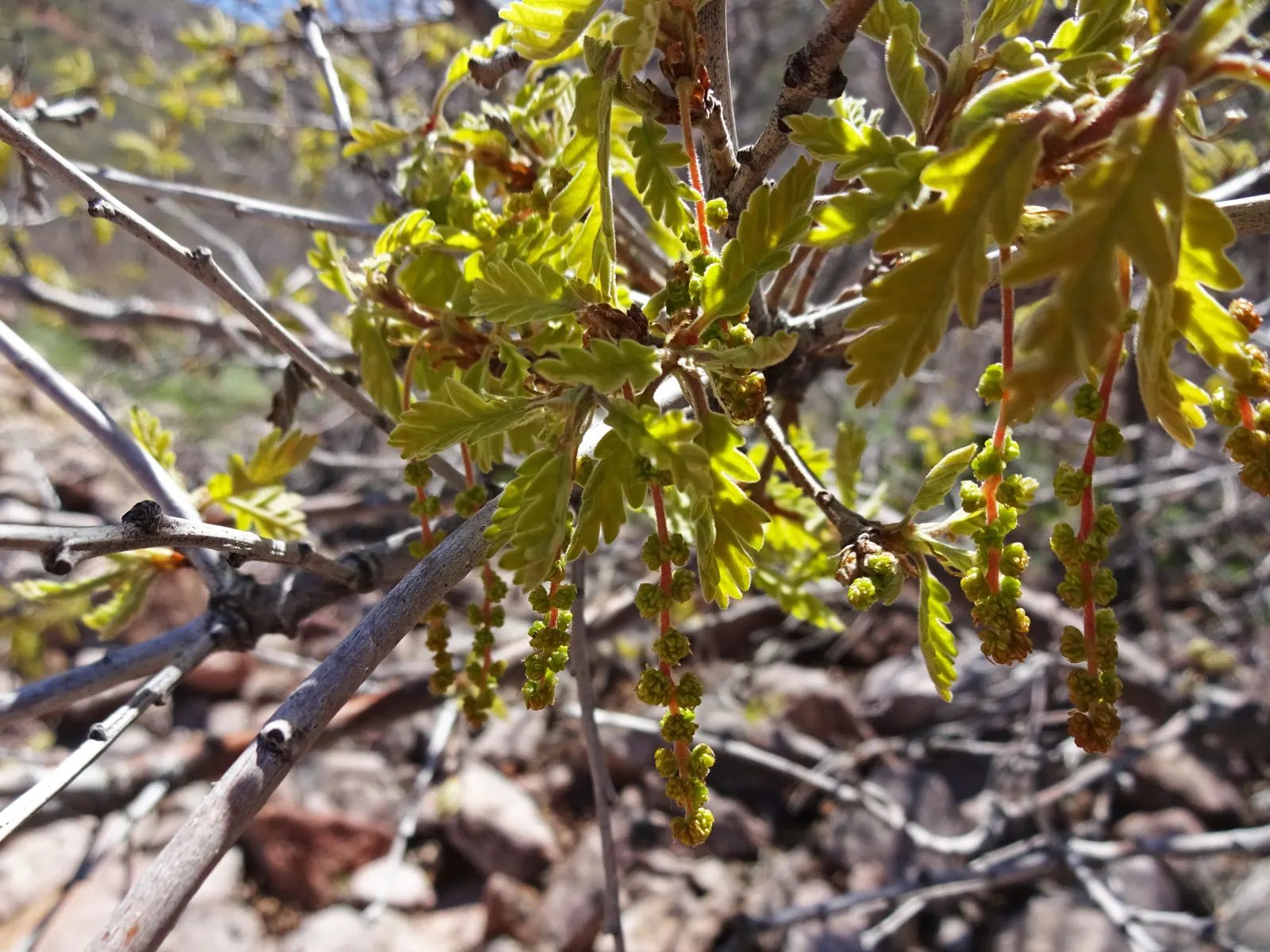 Gambel Oak (Quercus Gambelii) — the Gambel Oak provides a hardy; the acorns produced are a food source for various birds and mammals