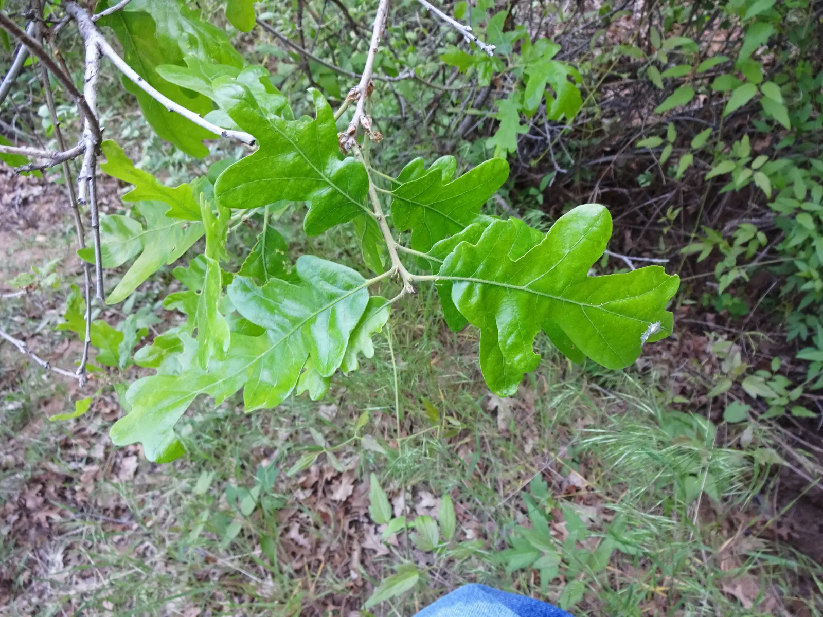 Gambel Oak (Quercus Gambelii) — Drought-tolerant once established; its leaves are deeply lobed and typically measure 2 to 5 inches long, image 45