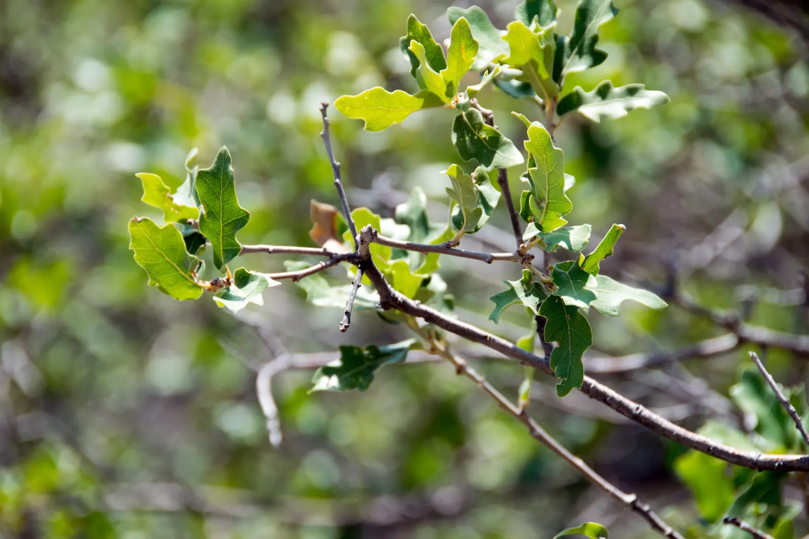 Gambel Oak (Quercus Gambelii) — It exhibits drought tolerance once established, making it suitable for regions with water restrictions