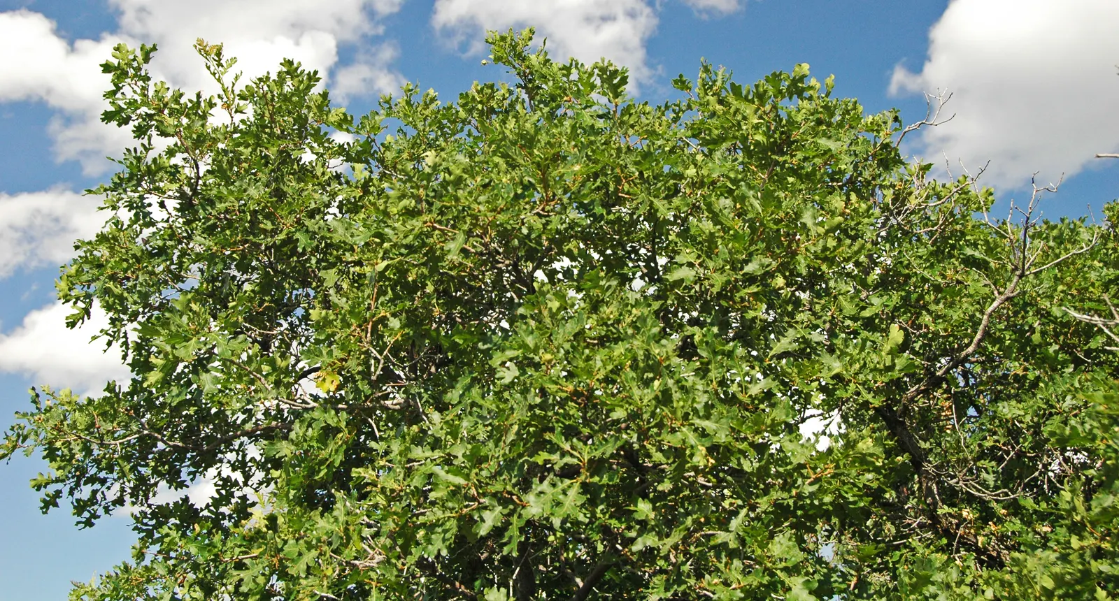Gambel Oak (Quercus Gambelii) — The acorns produced are a food source for various birds and mammals; is a deciduous tree native to the central and, image 56