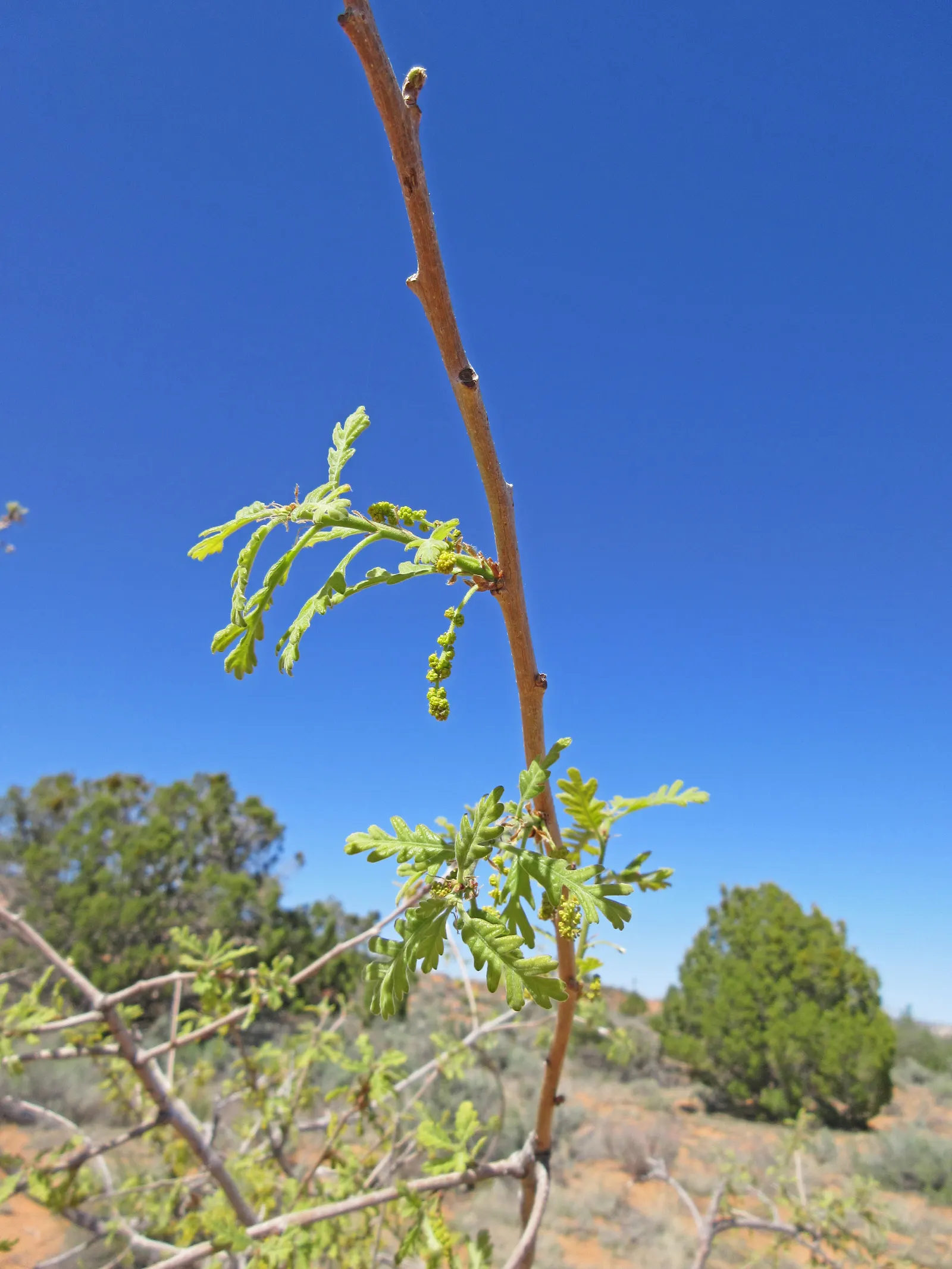 Gambel Oak (Quercus Gambelii) — This seasonal color transformation provides a visually captivating display
