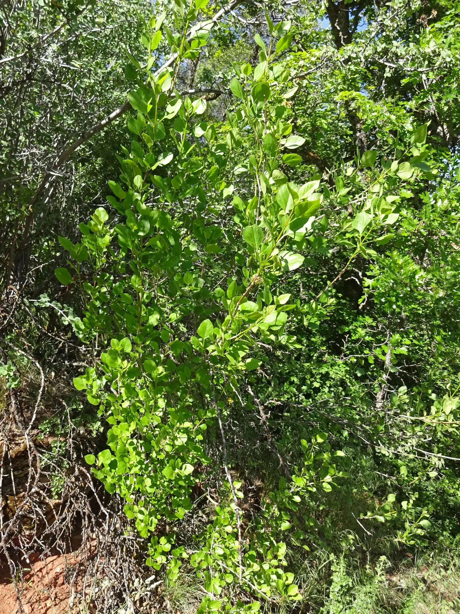 Gambel Oak (Quercus Gambelii) — It exhibits drought tolerance once established, making it suitable for regions with water restrictions; its rounded, image 55