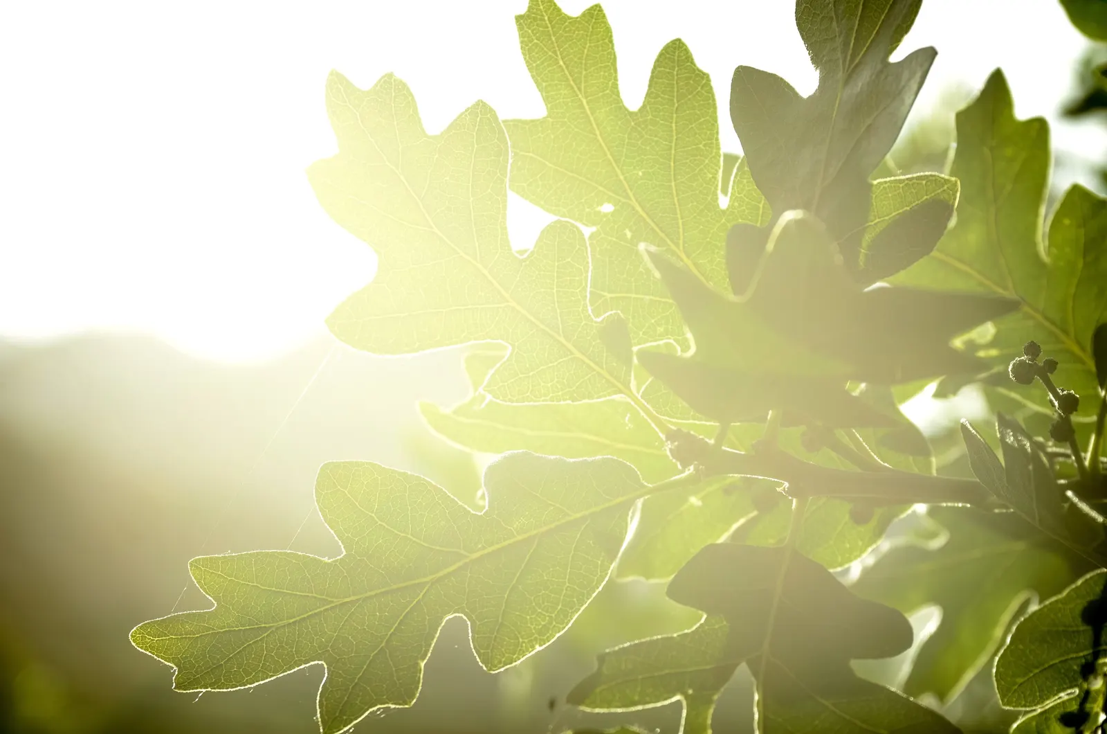 Gambel Oak (Quercus Gambelii) — offering habitat value with its acorns for wildlife