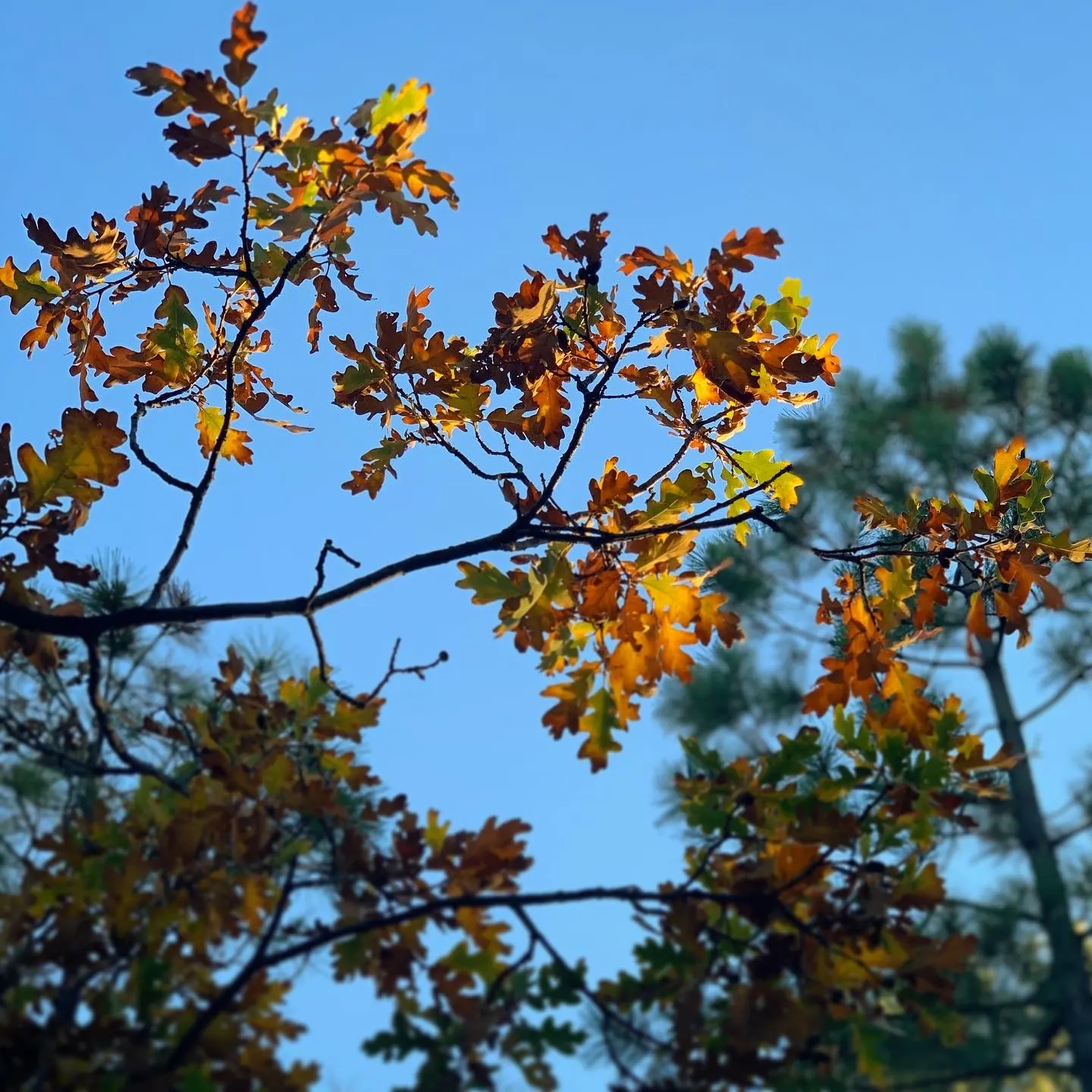 Gambel Oak (Quercus Gambelii) — with lobed leaves turning brilliant yellow to red in fall; delivering year-round interest