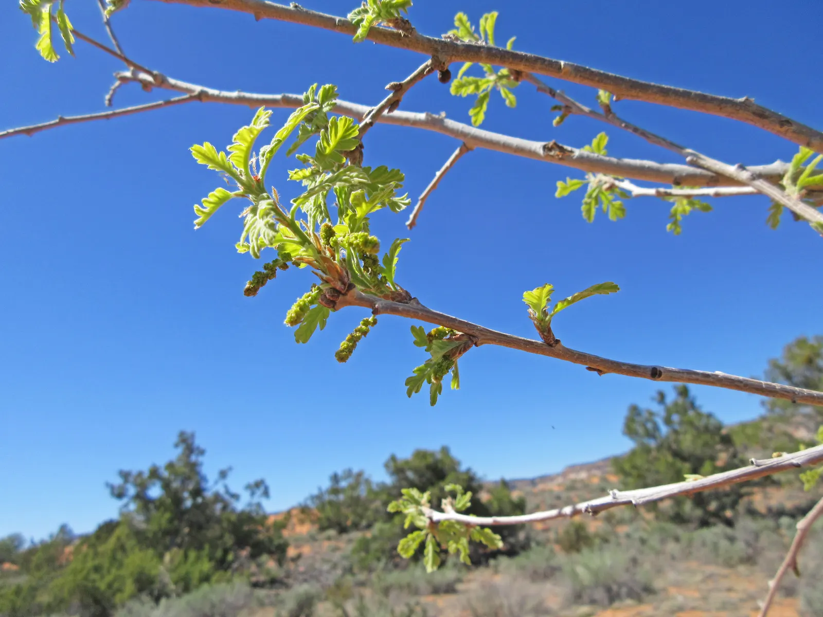 Gambel Oak (Quercus Gambelii) — is a deciduous tree native to the central and western United States