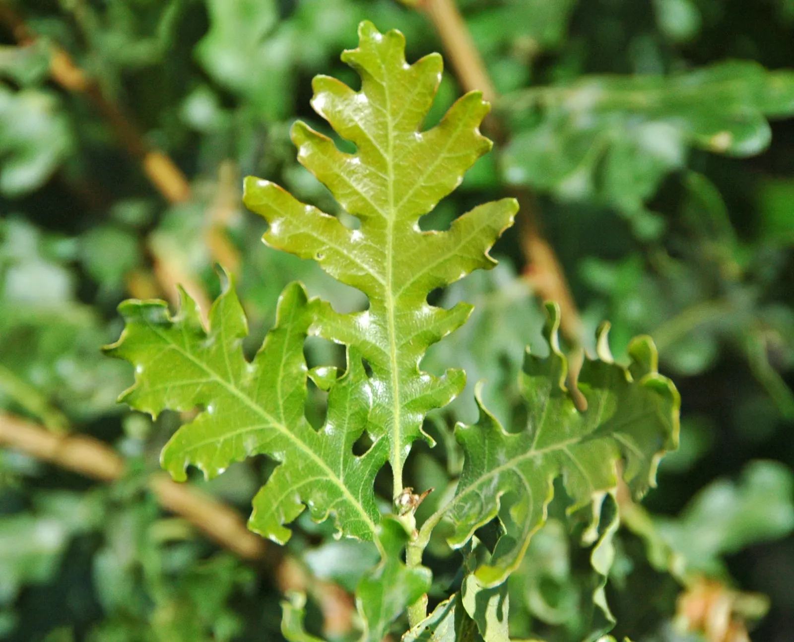 Gambel Oak (Quercus Gambelii) — Drought-tolerant once established