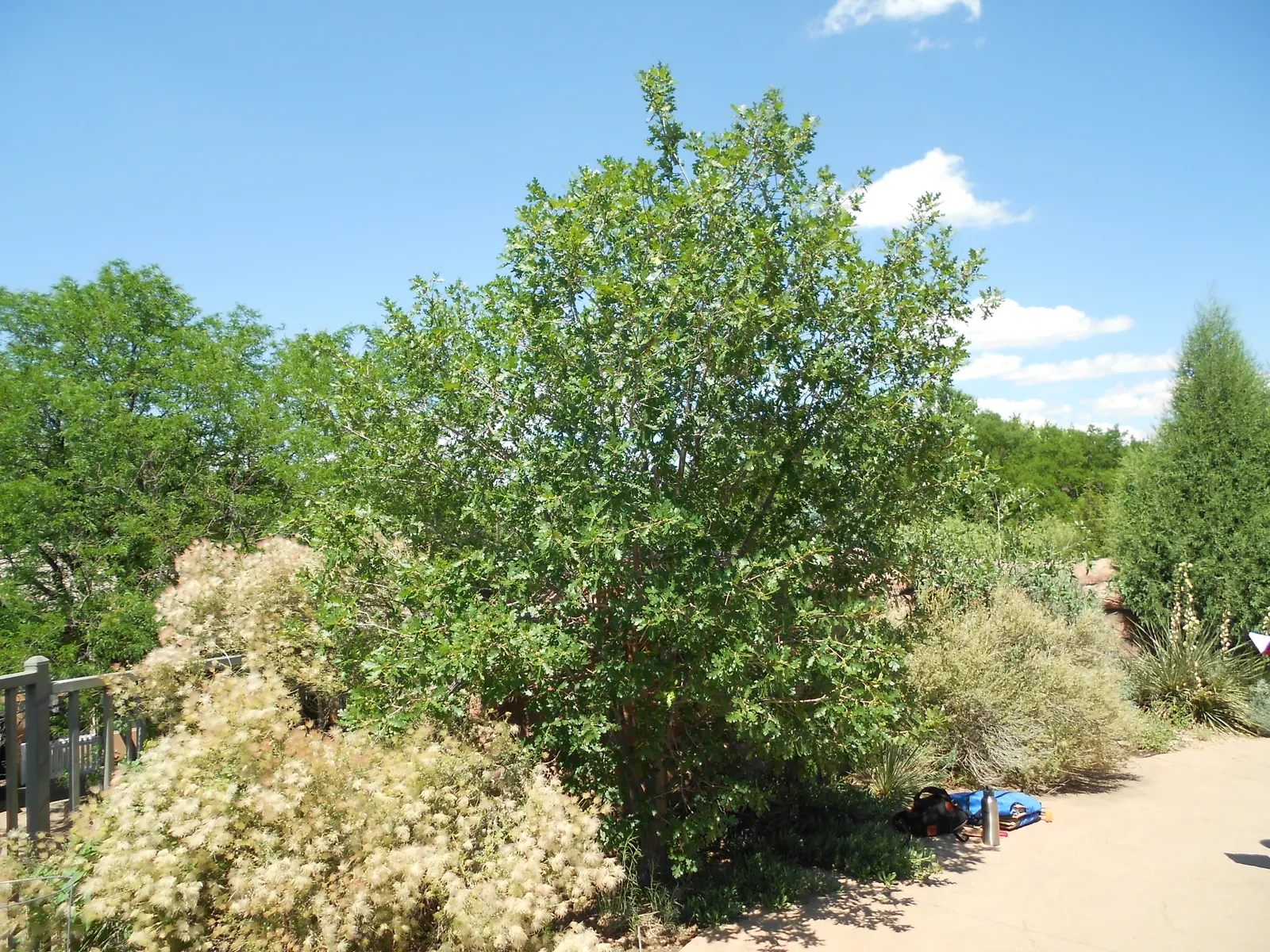 Gambel Oak (Quercus Gambelii) — The Gambel Oak (Quercus gambelii) is a deciduous tree native to the southwestern United States