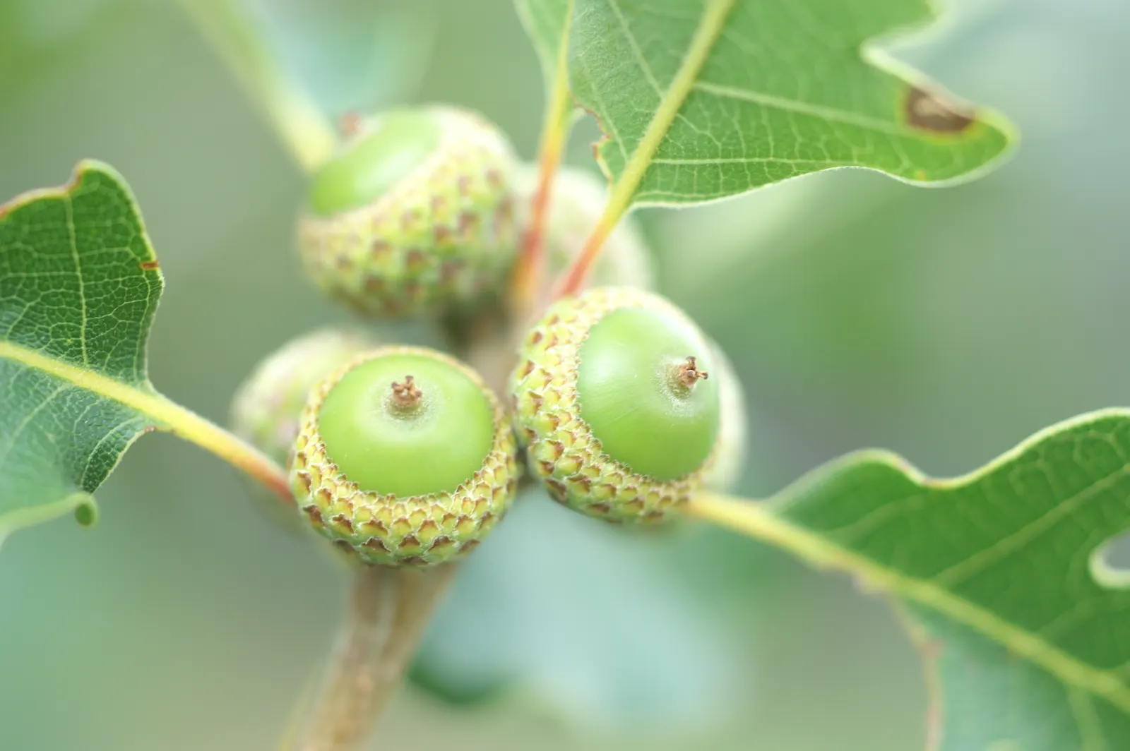 Gambel Oak (Quercus Gambelii) — scientifically known as Quercus gambelii