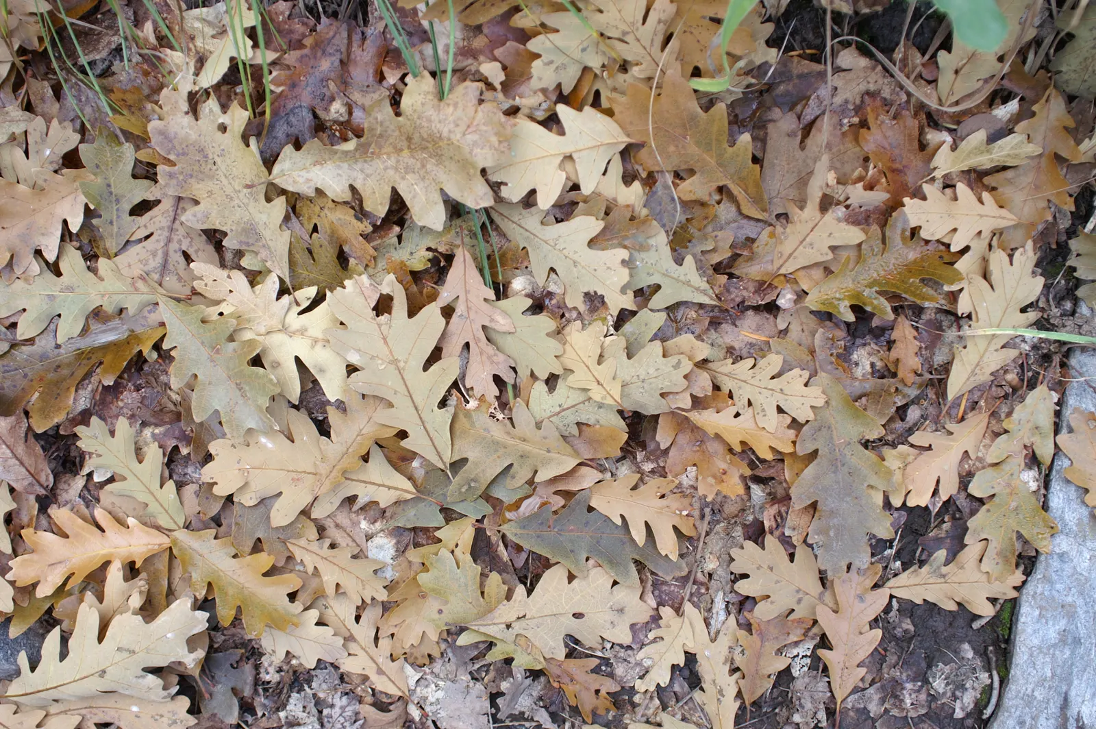 Gambel Oak (Quercus Gambelii) — Gambel Oak has a rounded crown that offers dense shade