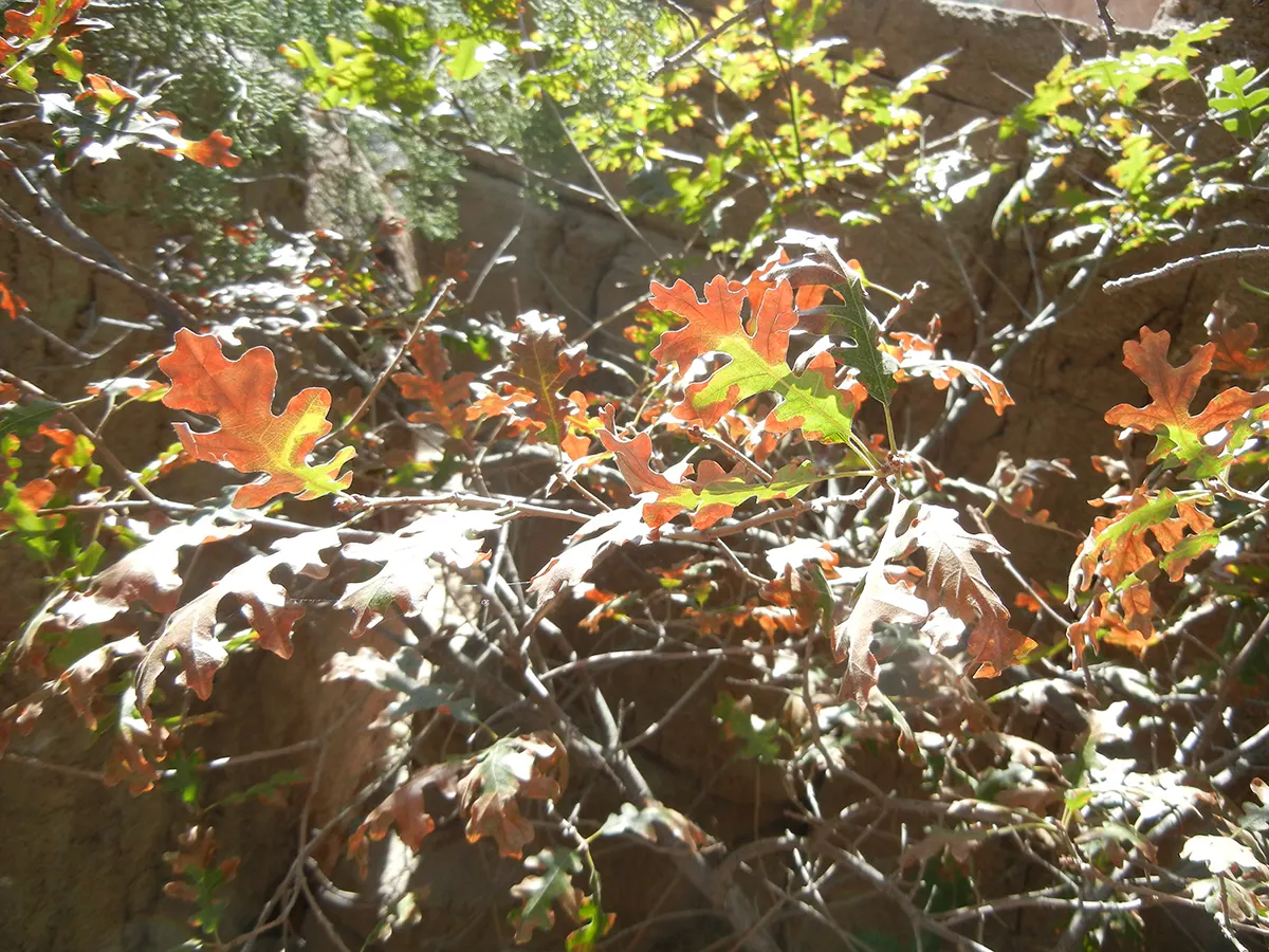 Gambel Oak (Quercus Gambelii) — it's perfect for naturalistic designs