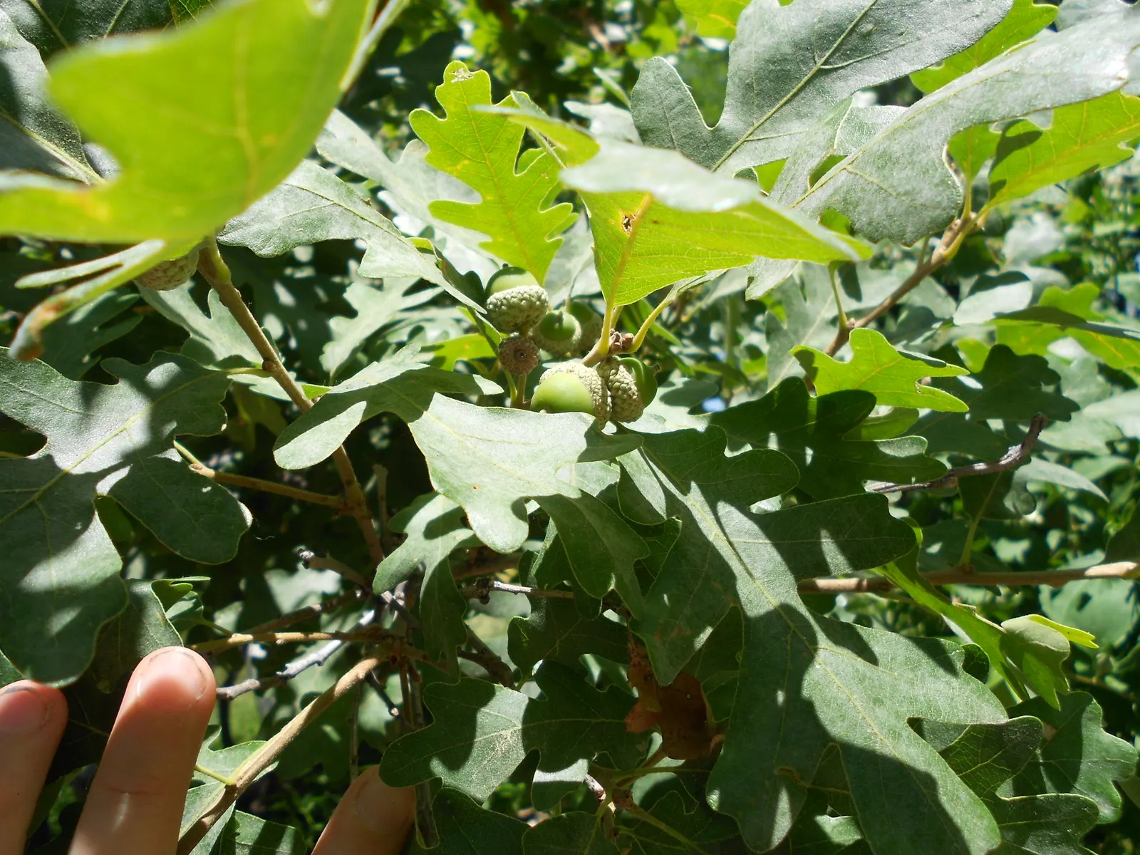 Gambel Oak (Quercus Gambelii) — The acorns produced are a food source for various birds and mammals; is a deciduous tree native to the central and western