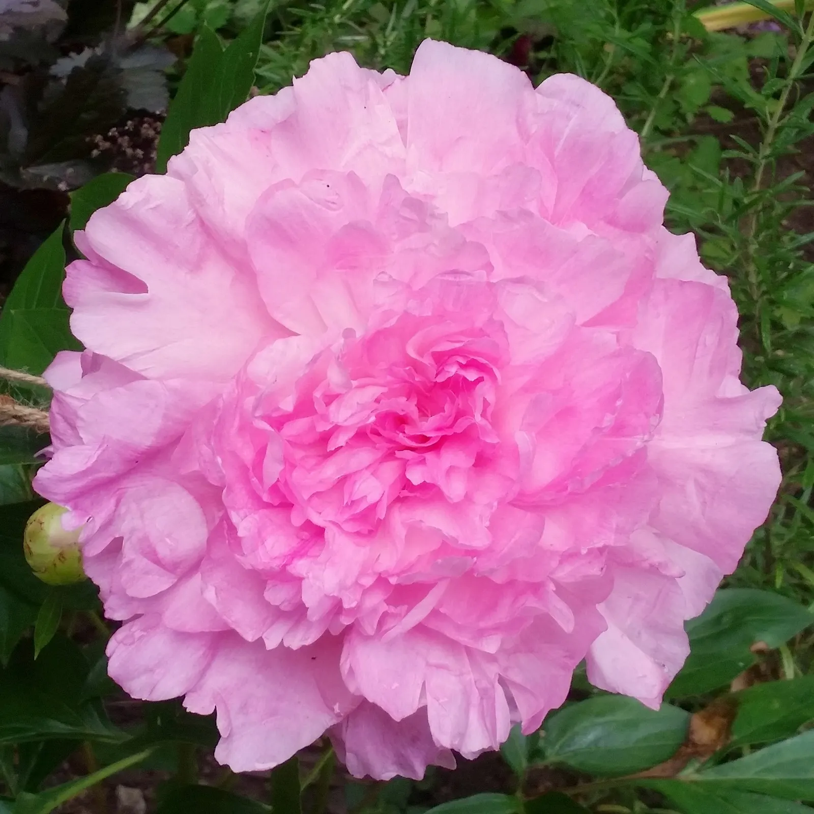 Sarah Bernhardt Tree Peony (Paeonia 'Sarah Bernhardt') — The Paeonia 'Sarah Bernhardt' is a stunning, deciduous tree peony featuring large, fragrant double