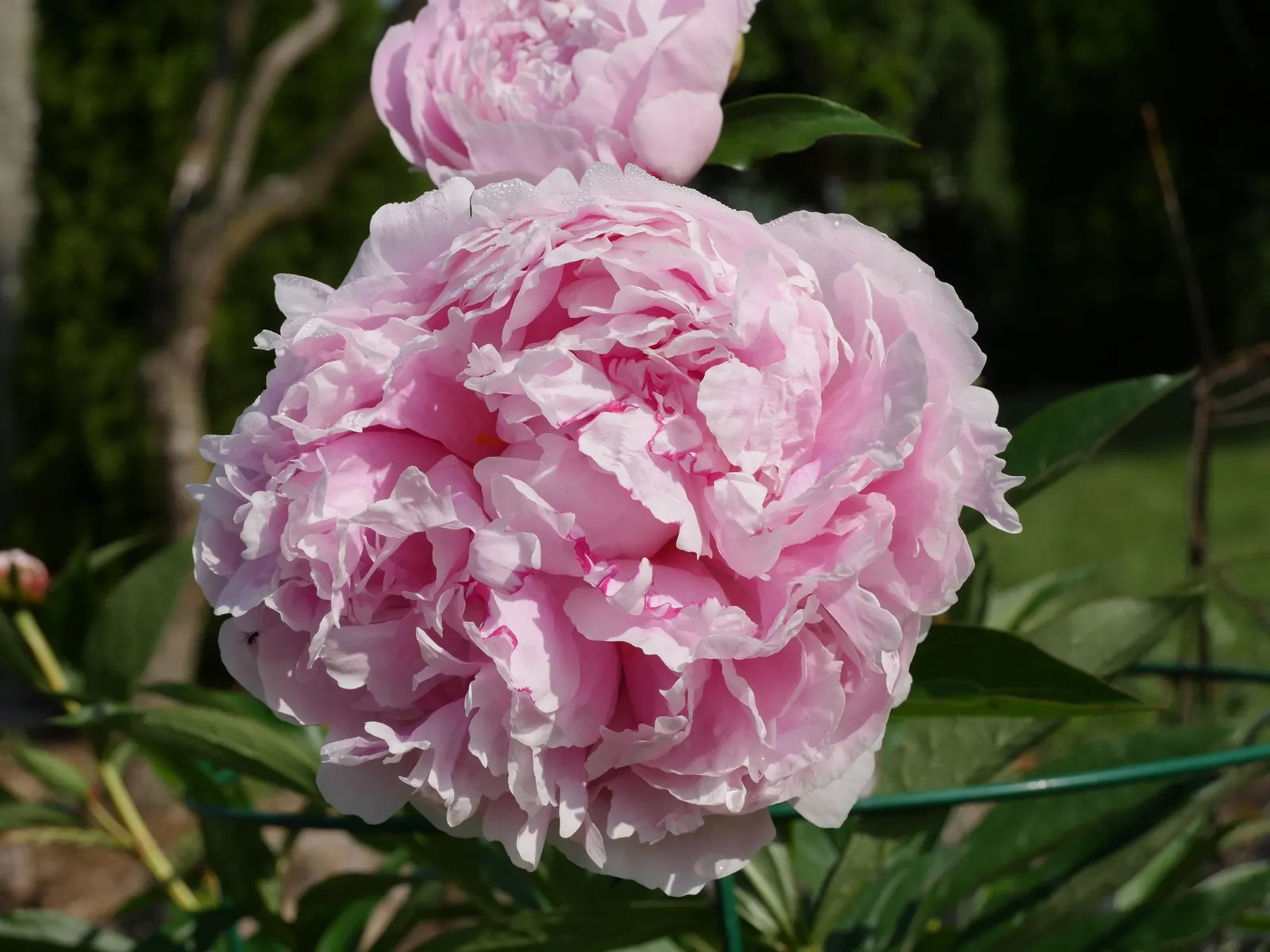 Sarah Bernhardt Tree Peony (Paeonia 'Sarah Bernhardt') — Hardy in zones 3-8, it's an eye-catching focal point for any garden