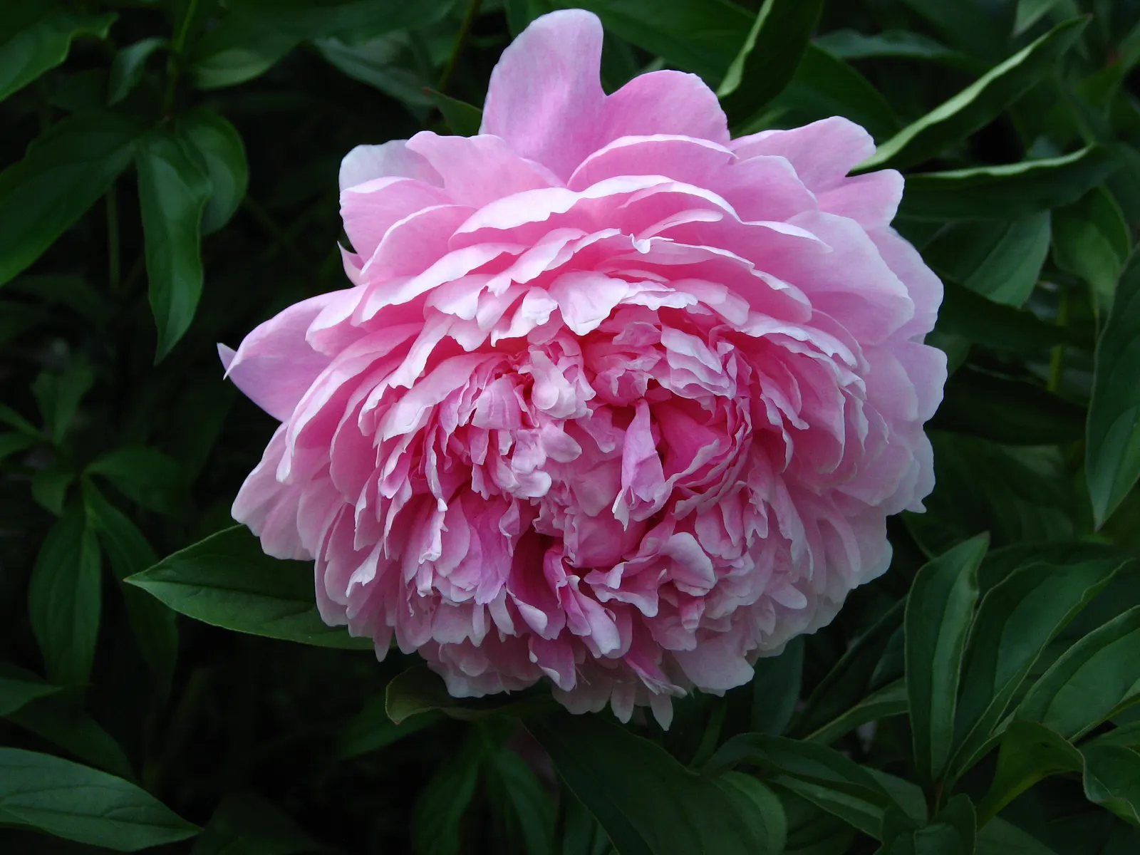 Sarah Bernhardt Tree Peony (Paeonia 'Sarah Bernhardt') — The flowers, up to 7 inches across, exhibit blush pink petals with a hint of silver