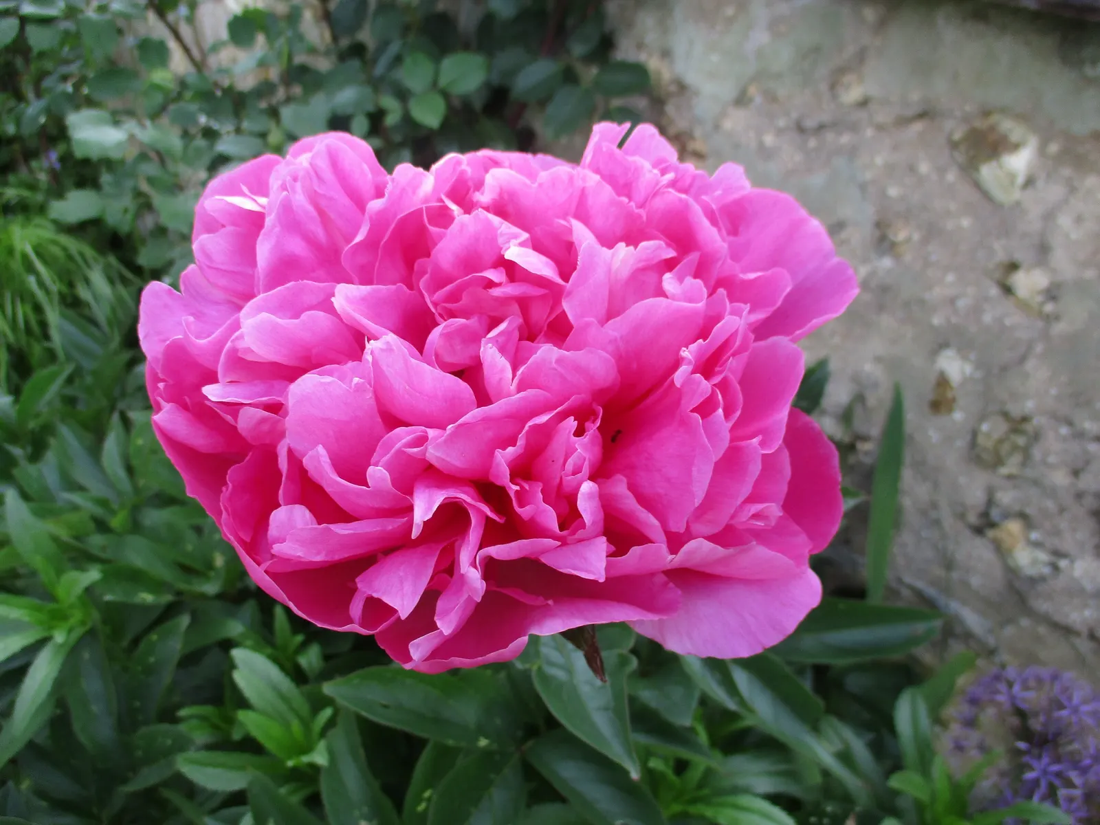 Sarah Bernhardt Tree Peony (Paeonia 'Sarah Bernhardt') — is a cherished addition to any garden