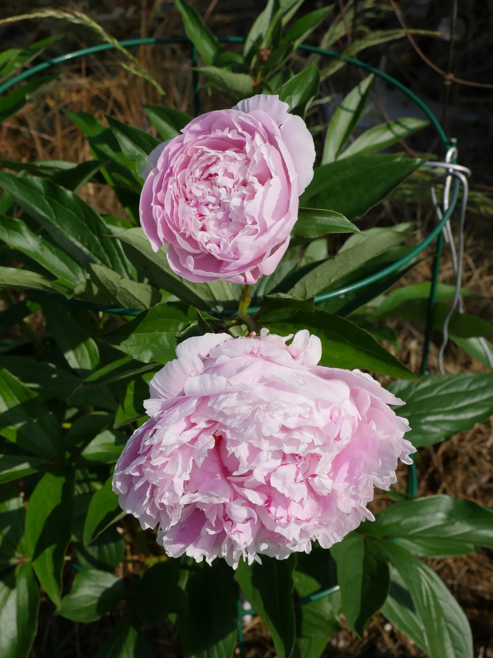 Sarah Bernhardt Tree Peony (Paeonia 'Sarah Bernhardt') — Reaches a mature height and spread of about 3 to 4 feet