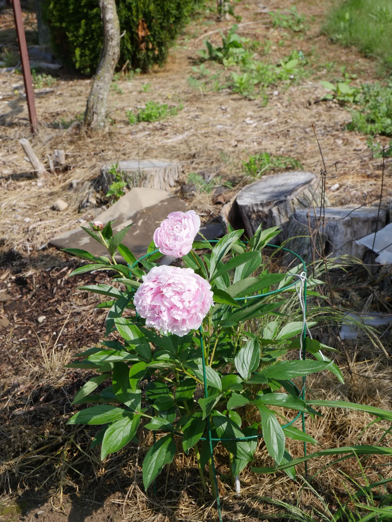 Sarah Bernhardt Tree Peony (Paeonia 'Sarah Bernhardt') — Blooming in late spring, this perennial prefers well-drained soil and full sun to part shade
