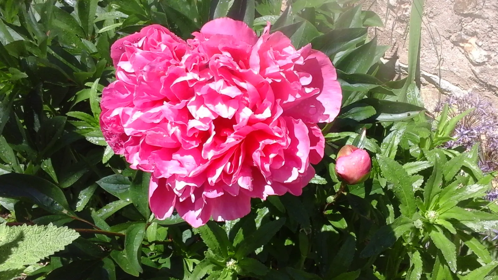 Sarah Bernhardt Tree Peony (Paeonia 'Sarah Bernhardt') — botanically known as Paeonia 'Sarah Bernhardt'