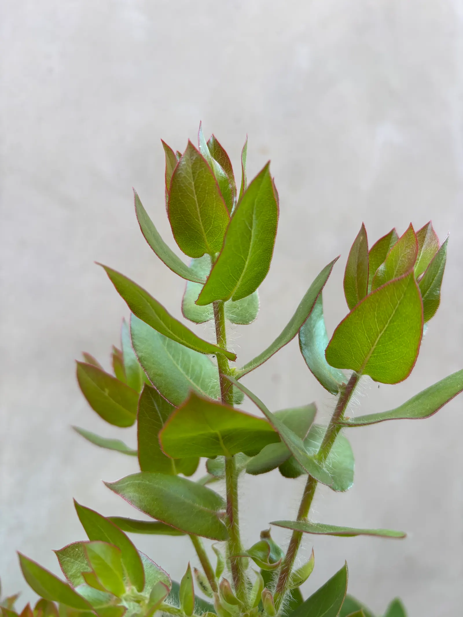 Refugio Manzanita (Arctostaphylos Refugioensis) — Ideal for a low-maintenance, naturalistic landscape design