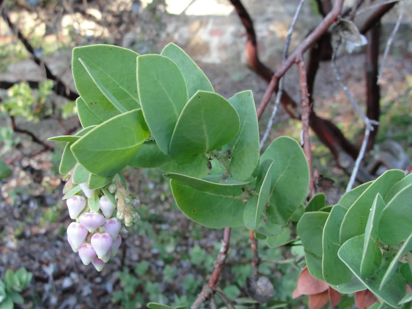Refugio Manzanita (Arctostaphylos Refugioensis) — Featuring smooth red bark and leathery green leaves, this plant grows up to 6 feet tall and 5 feet wide