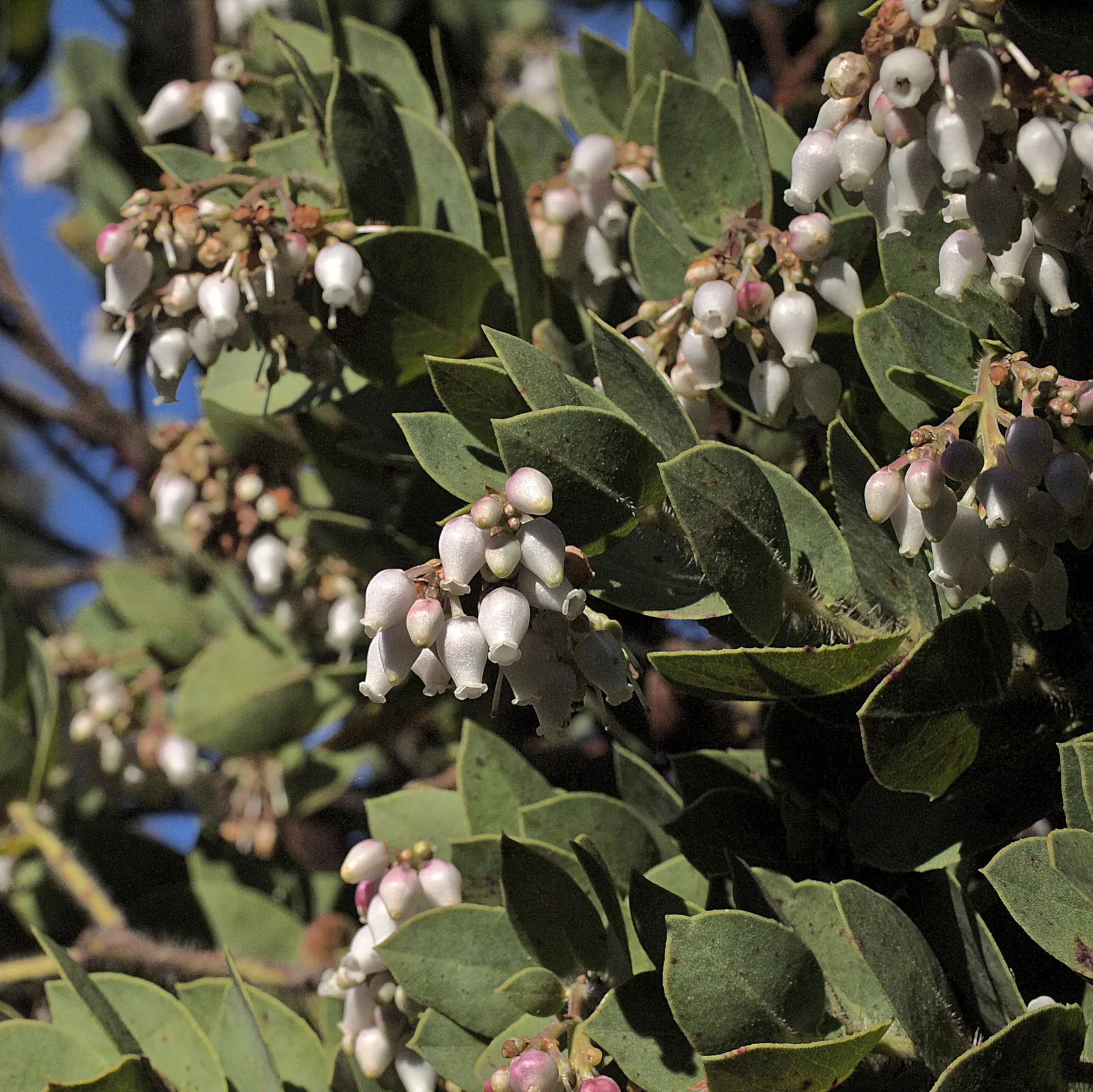 Refugio Manzanita (Arctostaphylos Refugioensis) — Thriving in well-drained soils, it's drought-tolerant once established, and prefers full sun