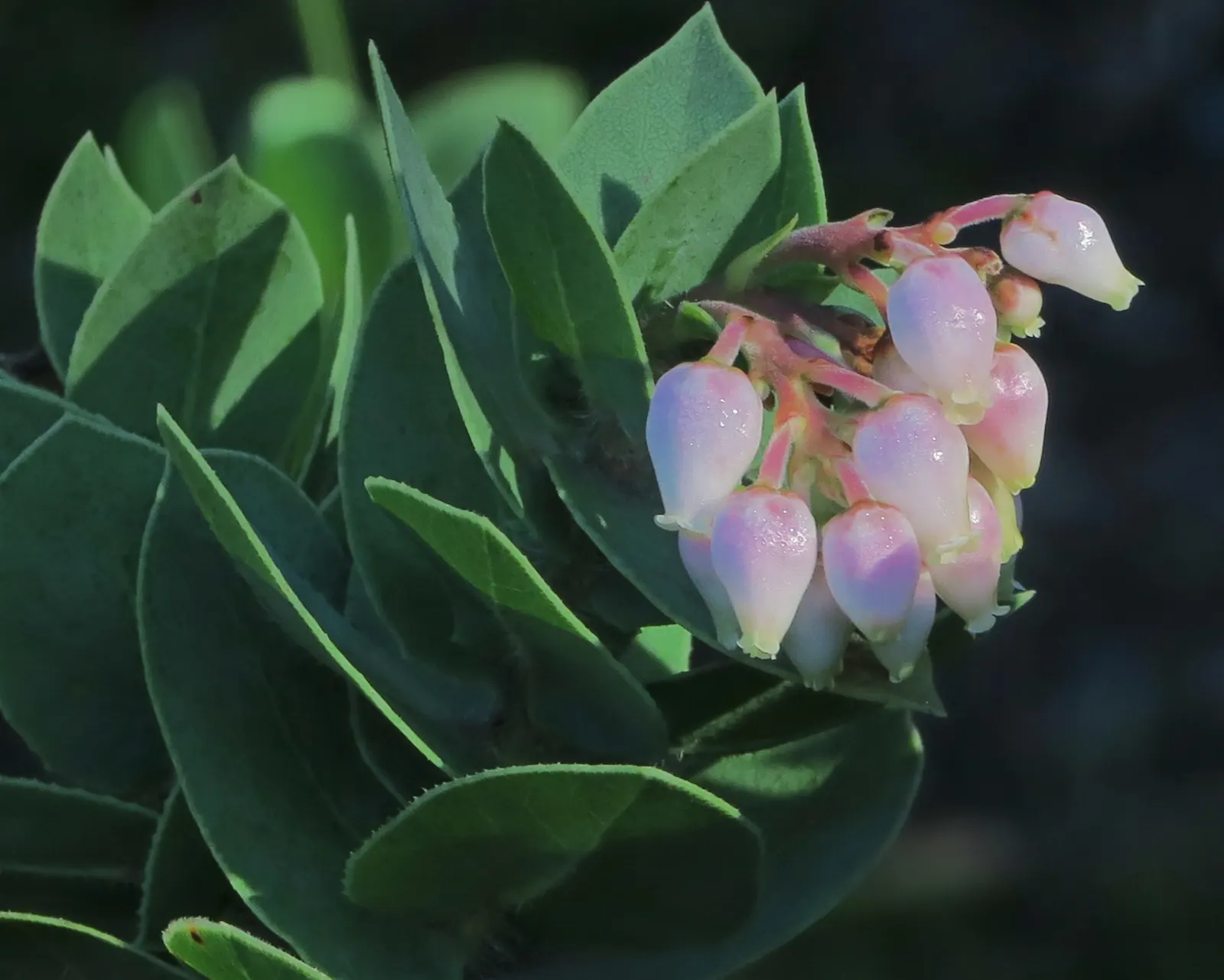 Refugio Manzanita (Arctostaphylos Refugioensis) — It boasts white to pinkish bell-shaped flowers in winter and spring, attracting pollinators